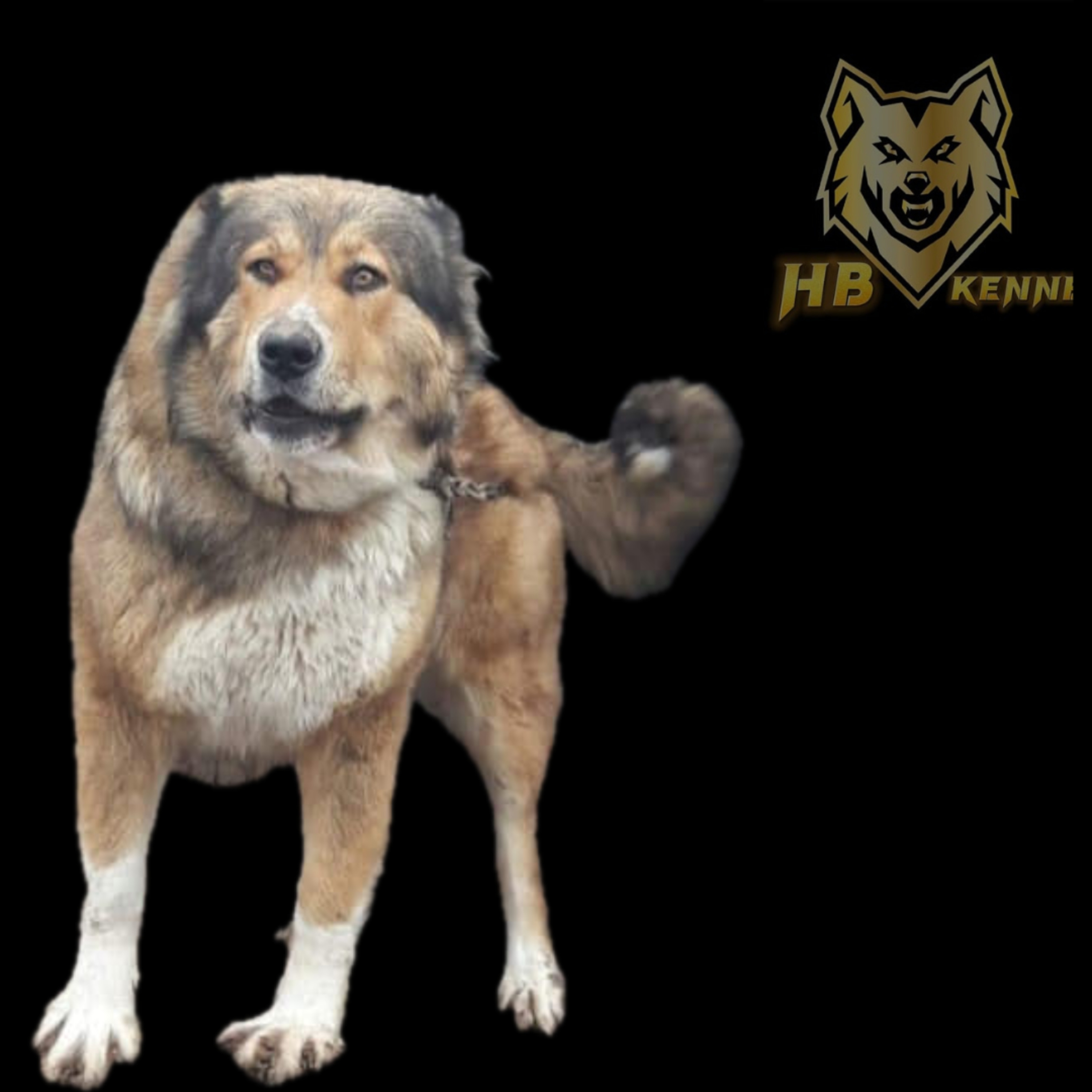 Livestock Guardians - Emiljano Babaramo from HB Kennel