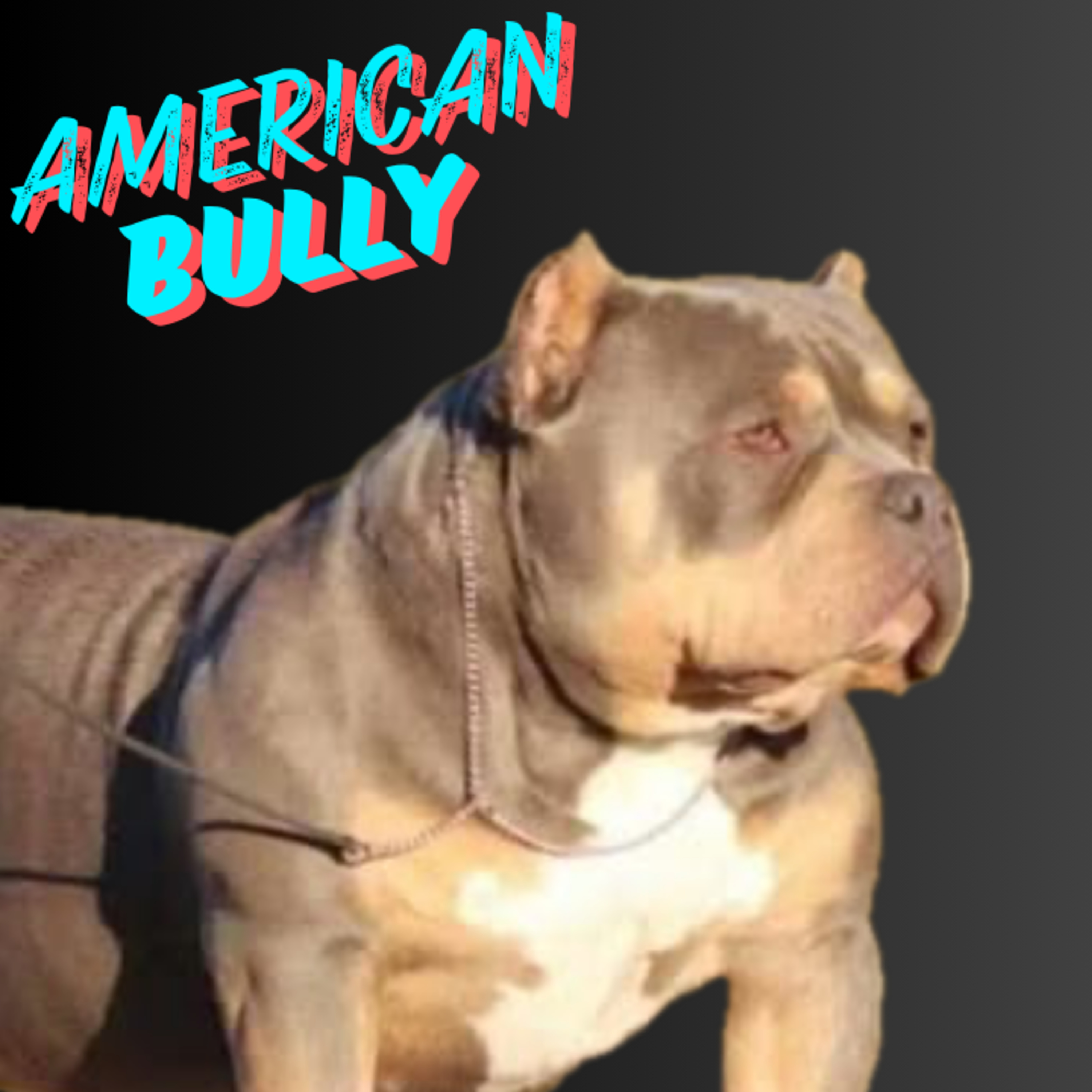 American Bully - Aldwyn Jo'el Marrow-Bey from No Bull-Ish T.V.  episode artwork