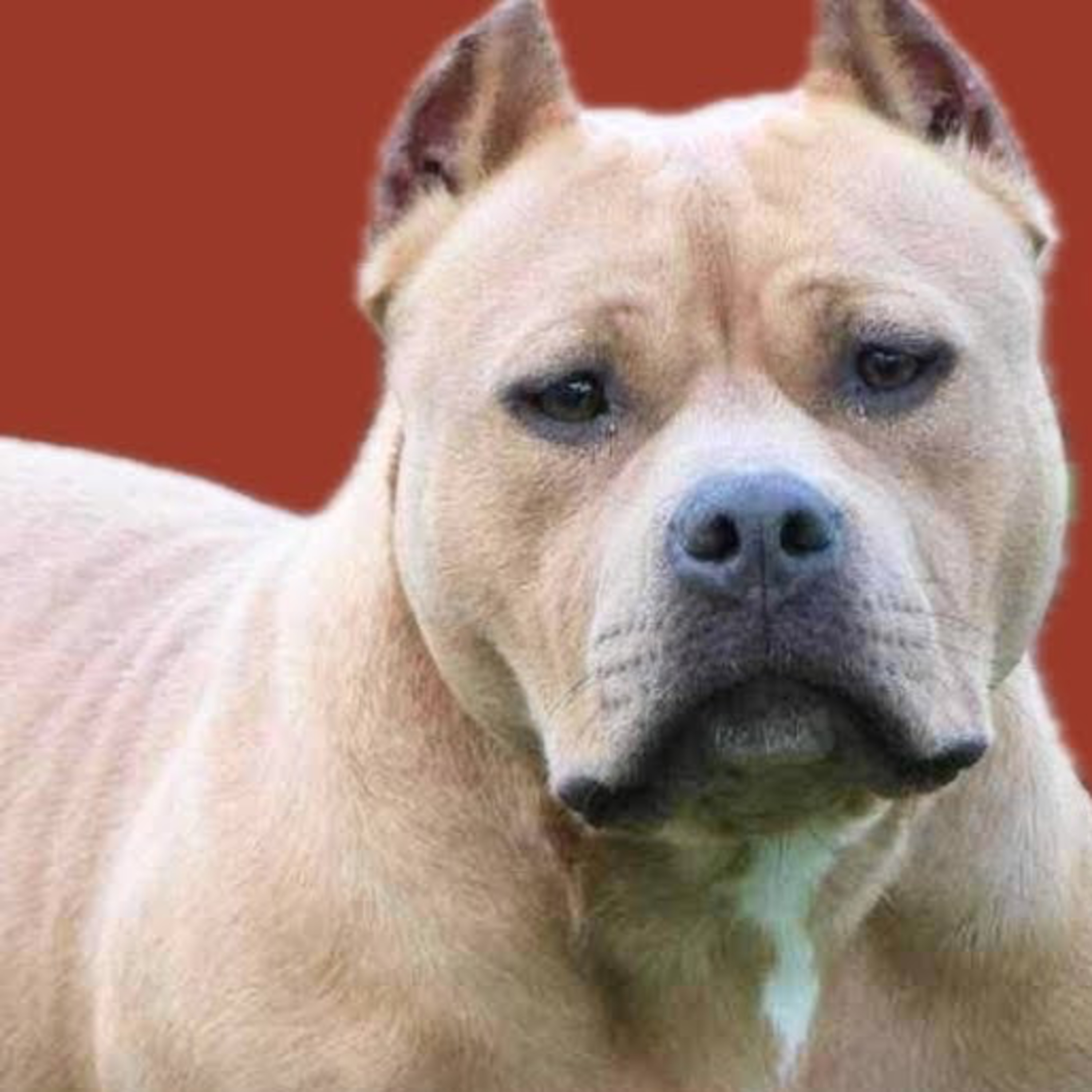 American Bully - Jerry James of Dub-Town Bullys