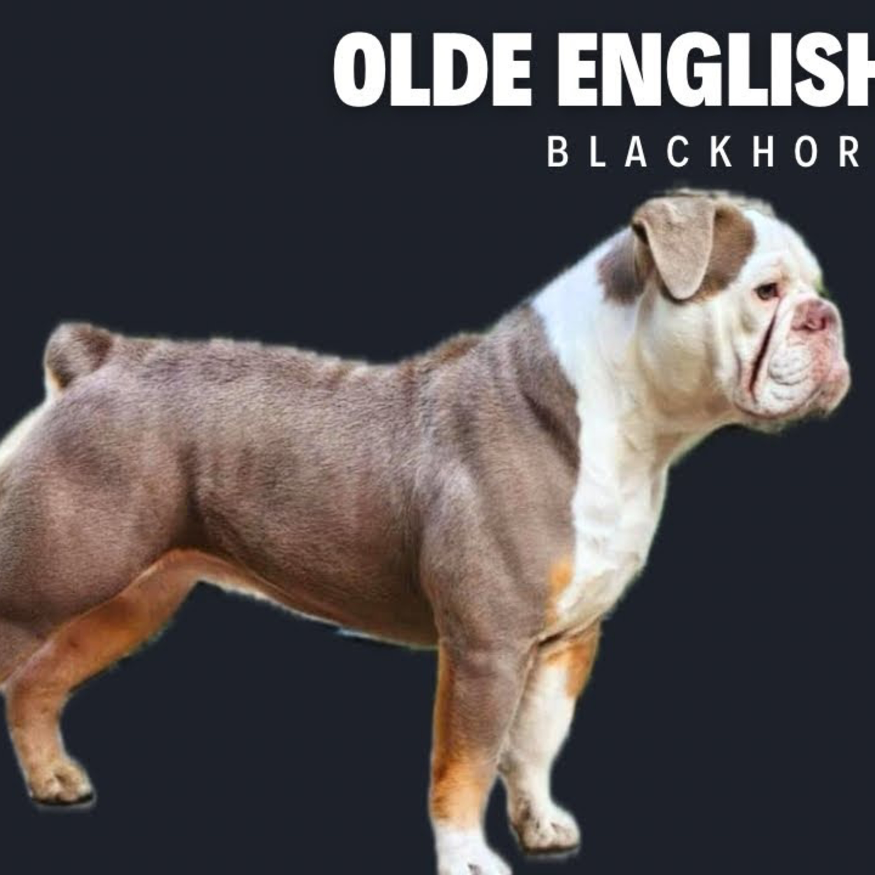 Olde English Bulldogs - Karen Licciardi from Blackhorse Bulldogs episode artwork