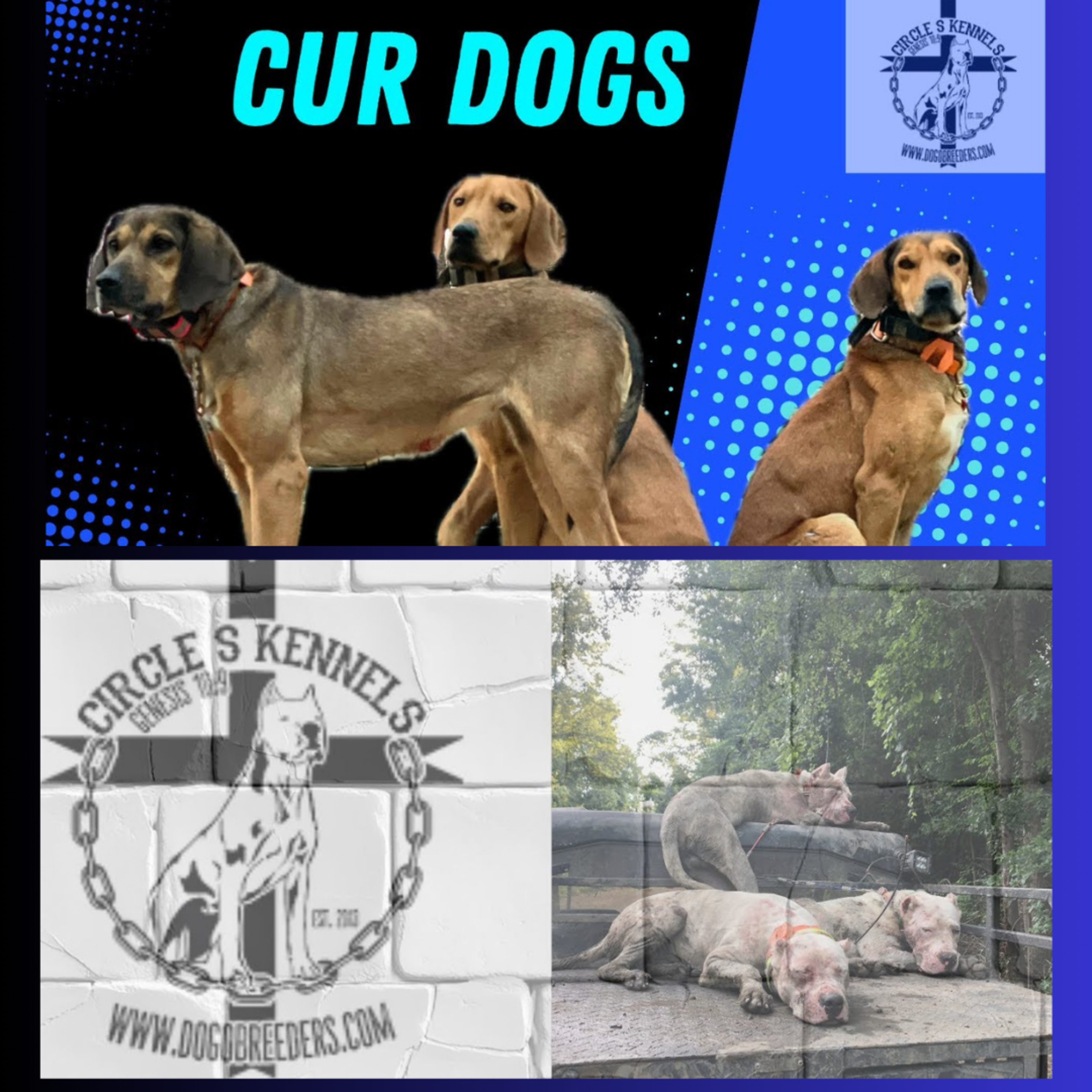 Cur Dogs & Managing Working Dogs - Brad Sneed from Circle S Kennels (part 2) episode artwork