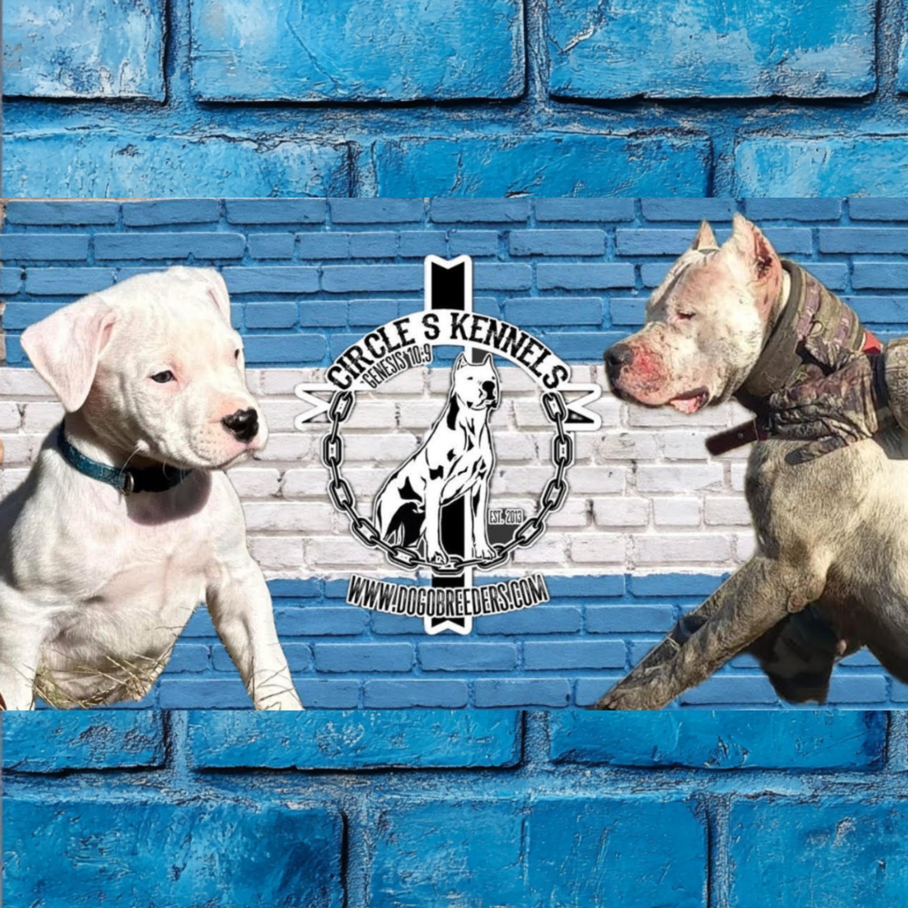 Hunting With Dogo Argentinos - Brad Sneed from Circle S Kennels