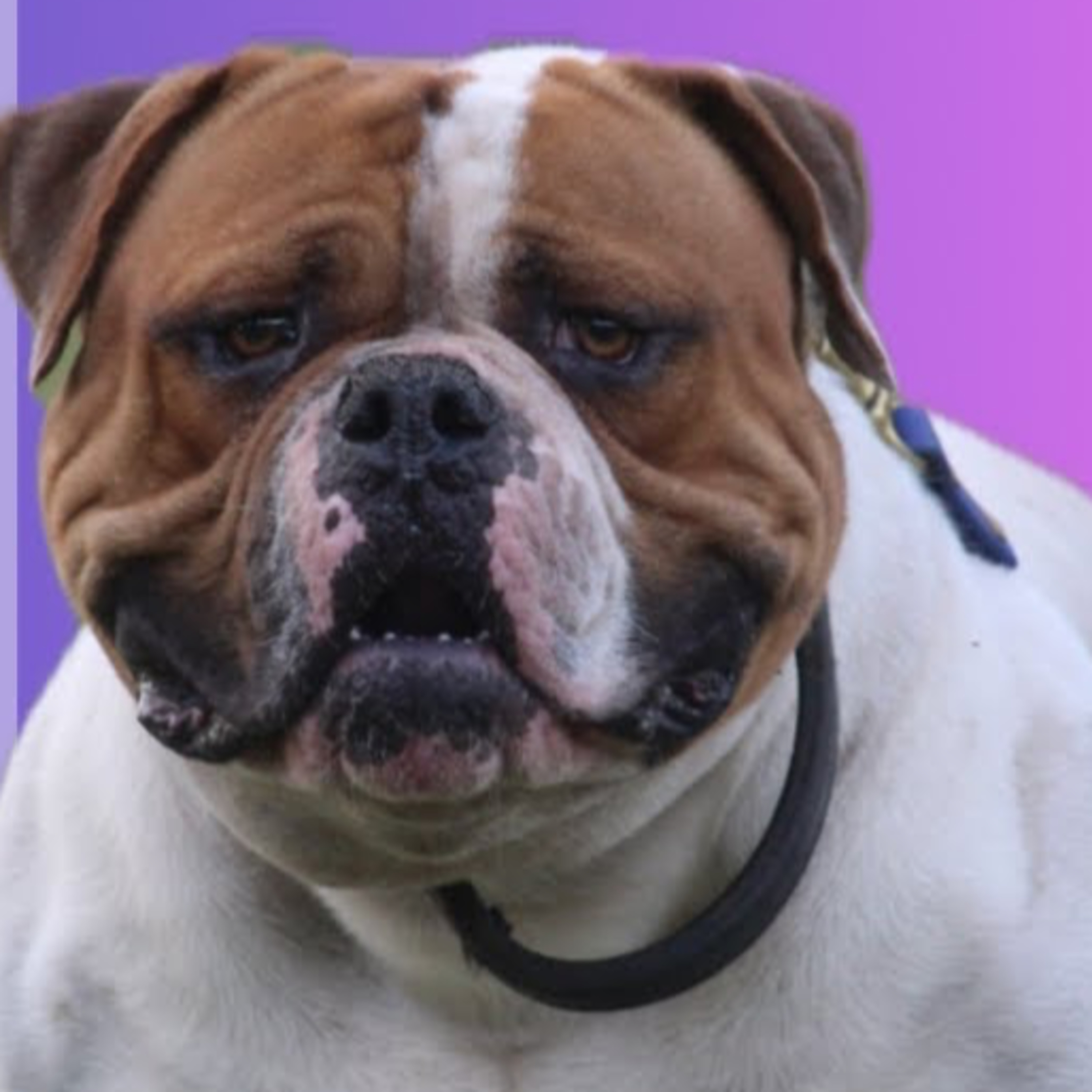 American Bulldogs - Julie Bingham from Binghams Bulldogs (part 1)