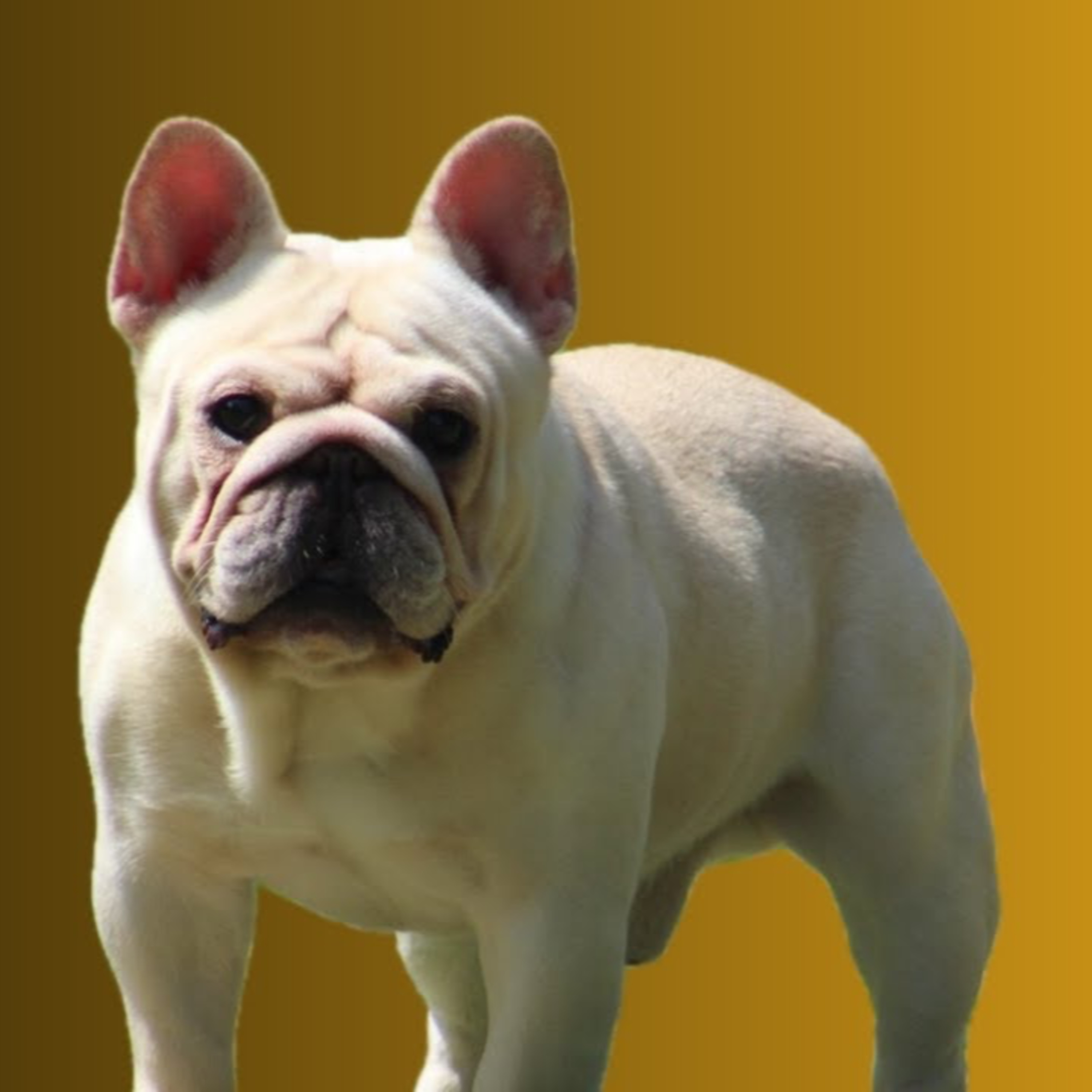 French Bulldogs & Shorty Bulls - Julie Bingham from Binghams Bulldogs (part 3) episode artwork
