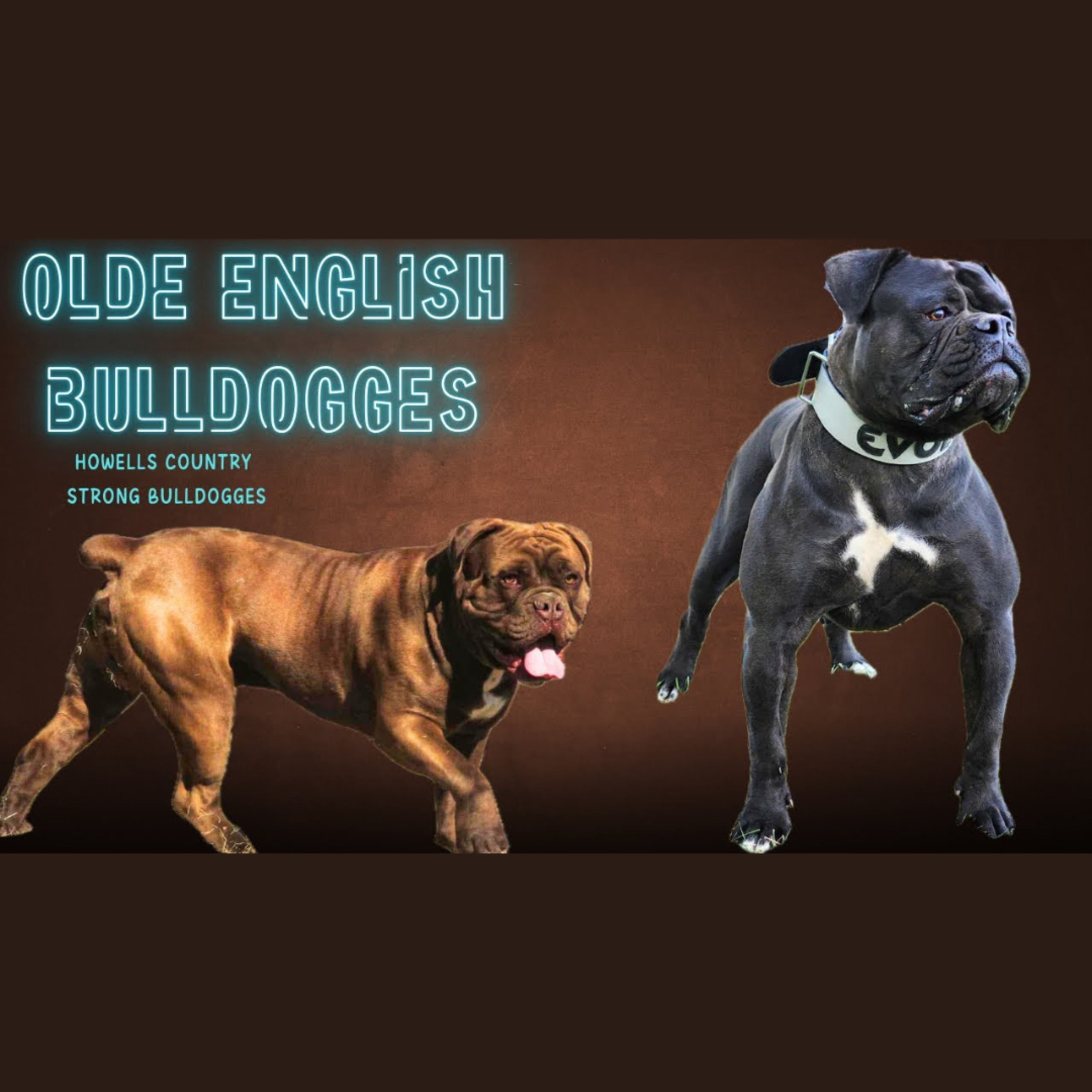 Olde English Bulldogges - Buzz and Brandi from Howells Country Strong Bulldogges (part 1) episode artwork