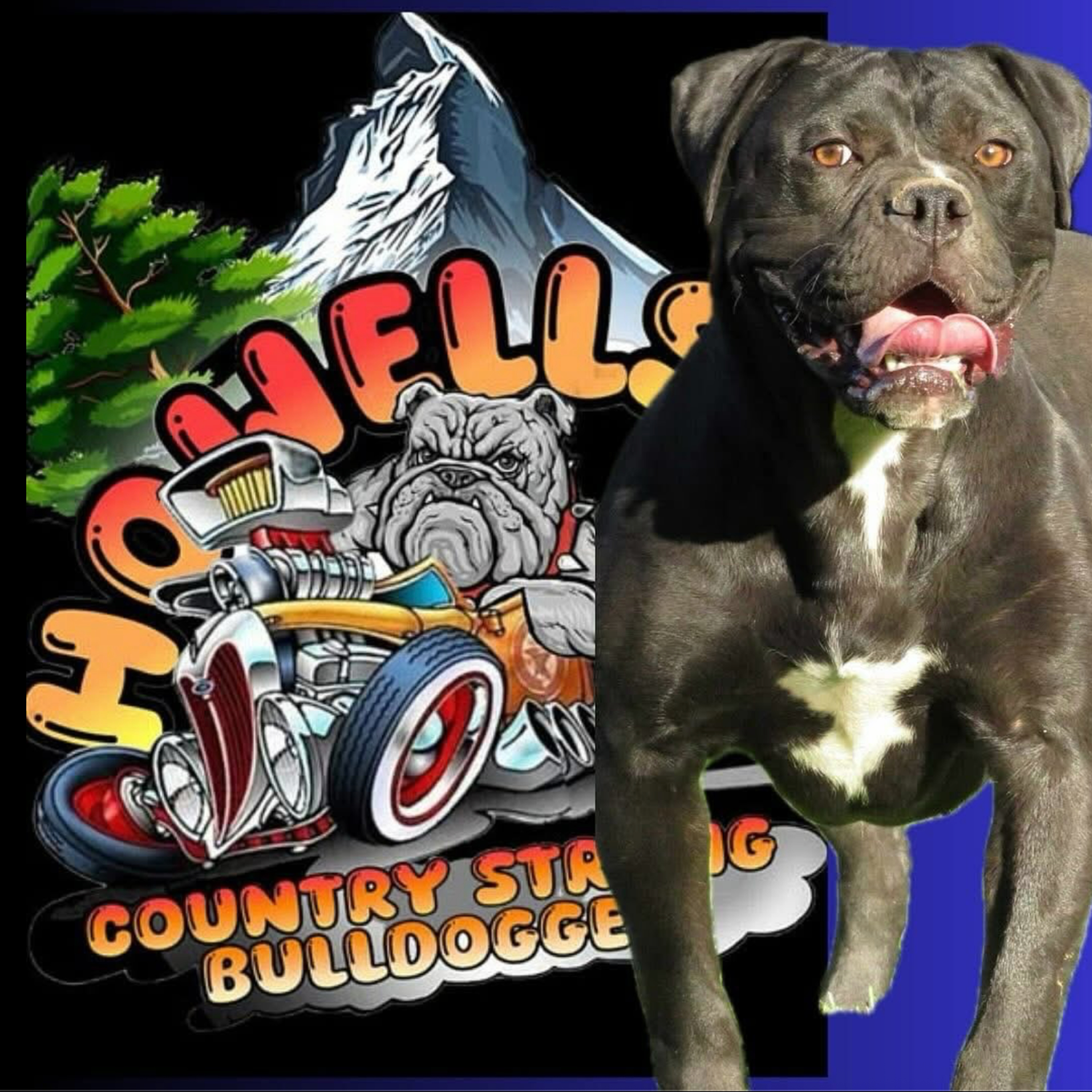 Olde English Bulldogges - Buzz and Brandi from Howells Country Strong Bulldogges (part 2) episode artwork