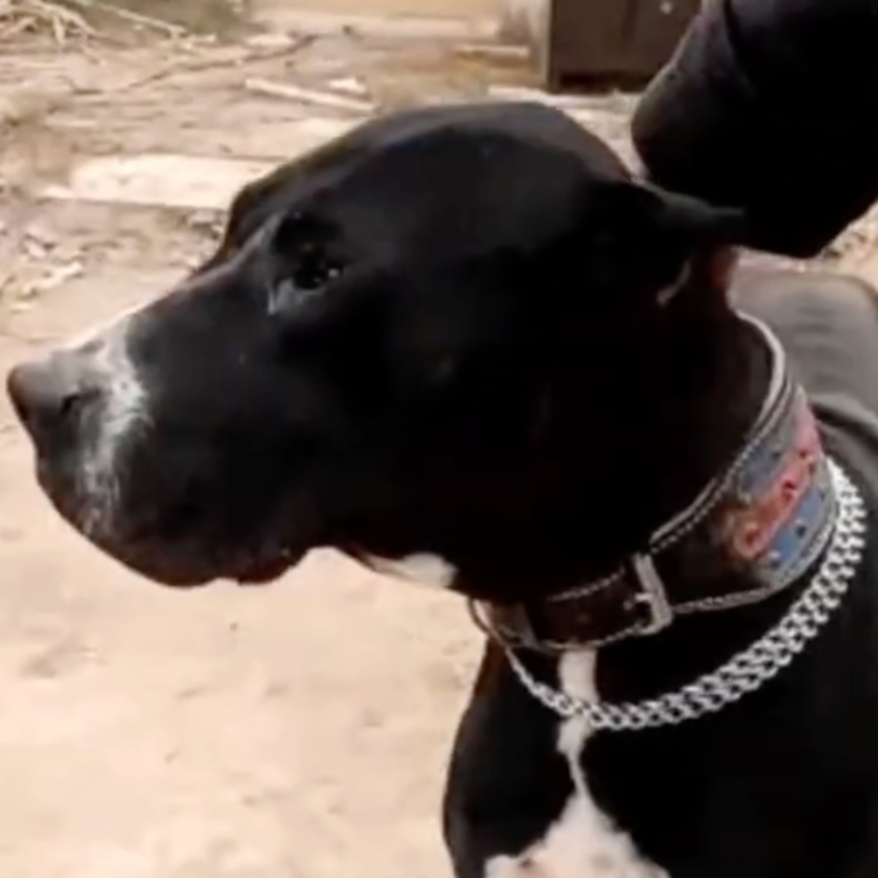 Gull Terr & Gull Dong - Naeem from Gull Terr Kennel