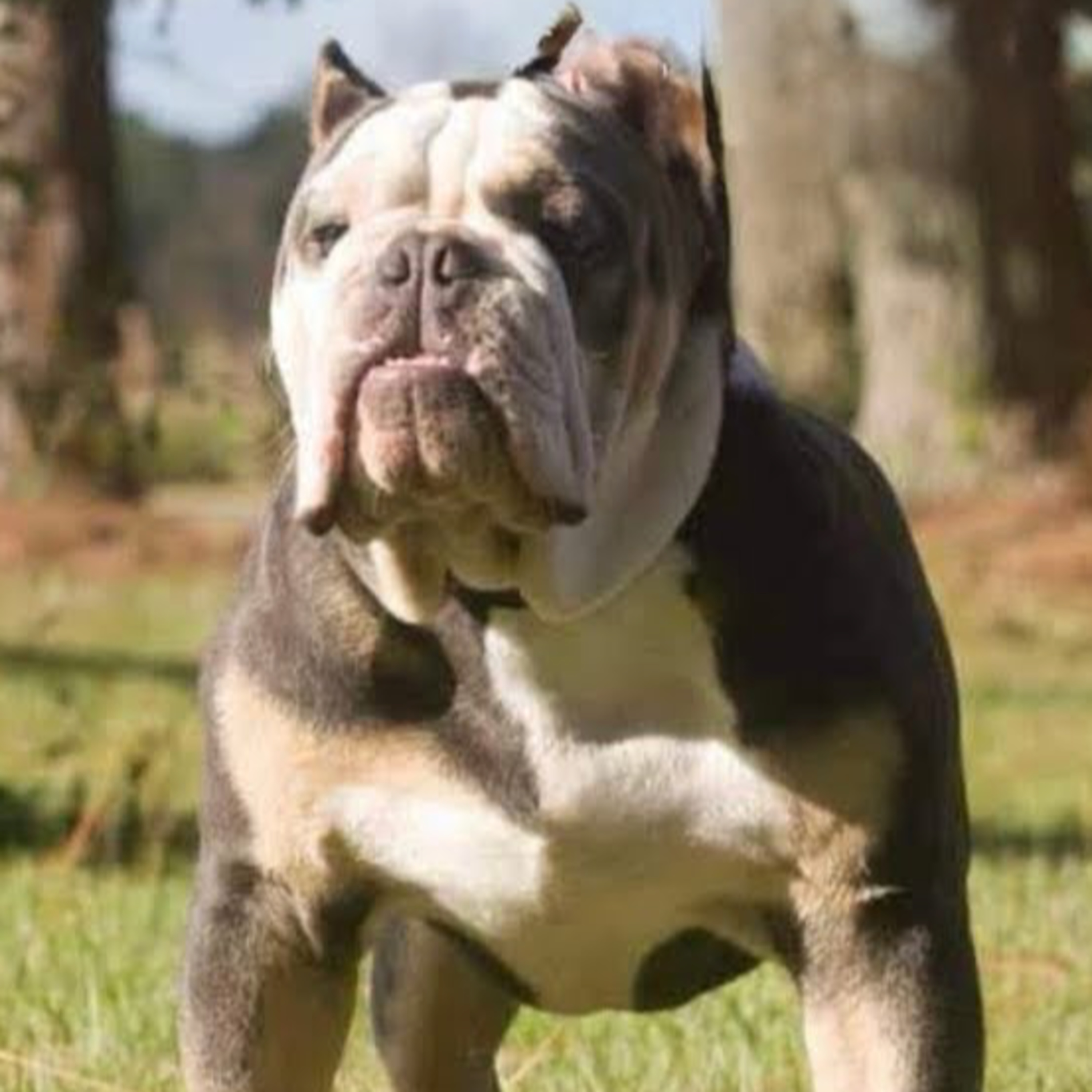 St. John's Bulldogs - John & Jenny White from Boss Status Bulldogs | Part 2 (1 of 2)