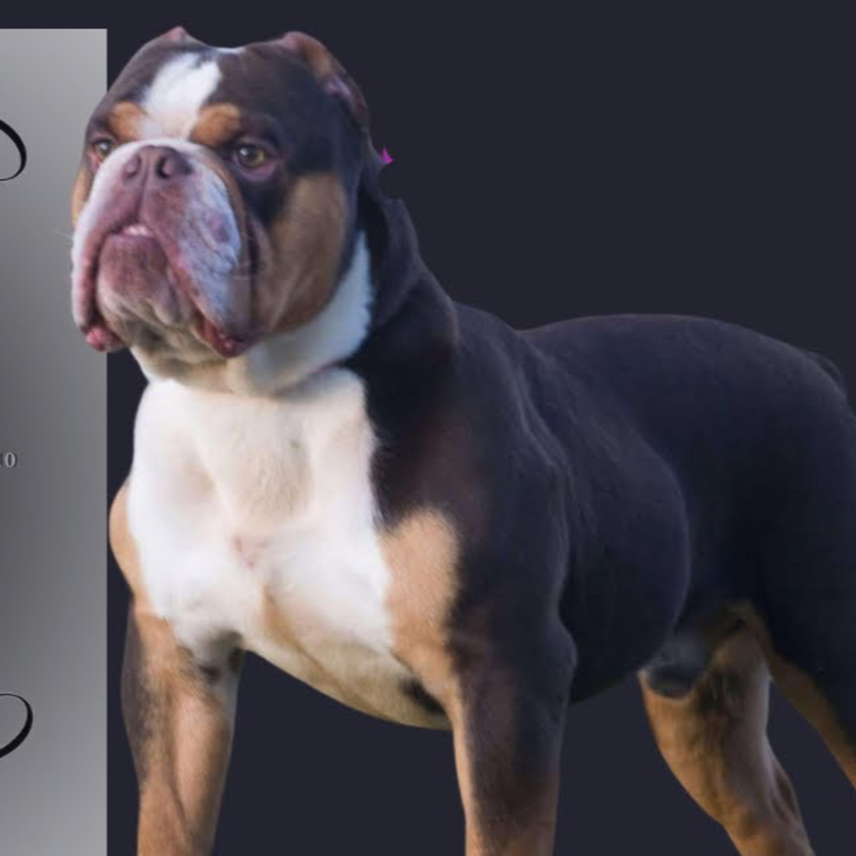 St. John's Bulldogs - John & Jenny White from Boss Status Bulldogs | Part 2 (2 of 2) episode artwork