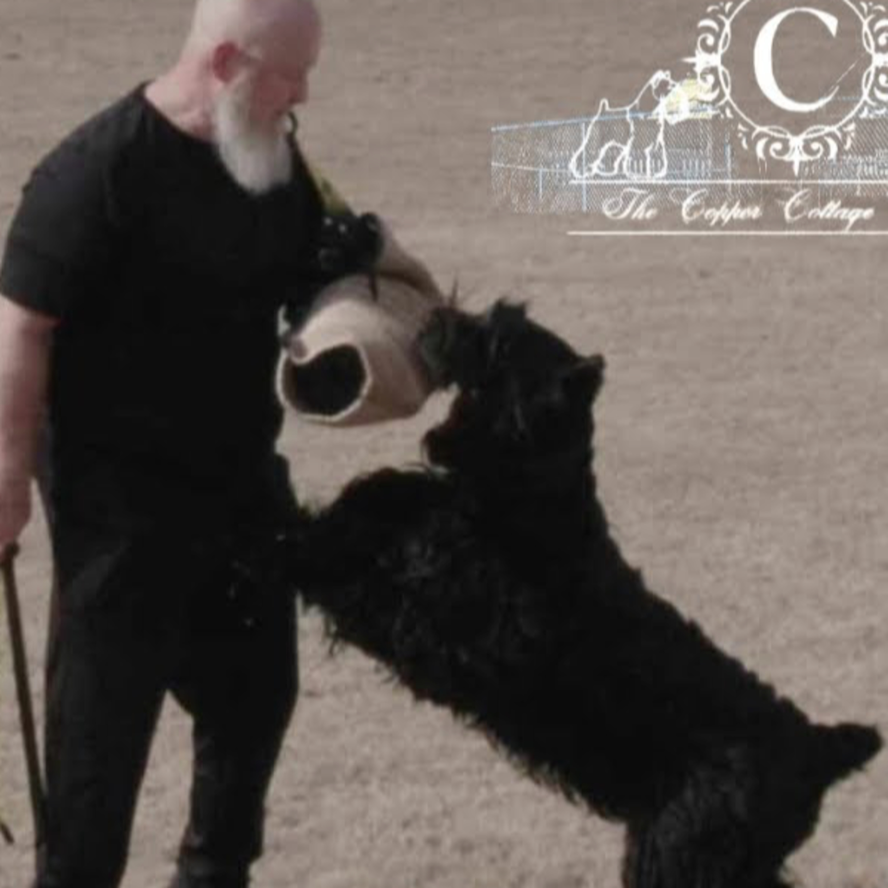 Giant Schnauzers - Brandon & Nicole Carter from The Copper Cottage Canines