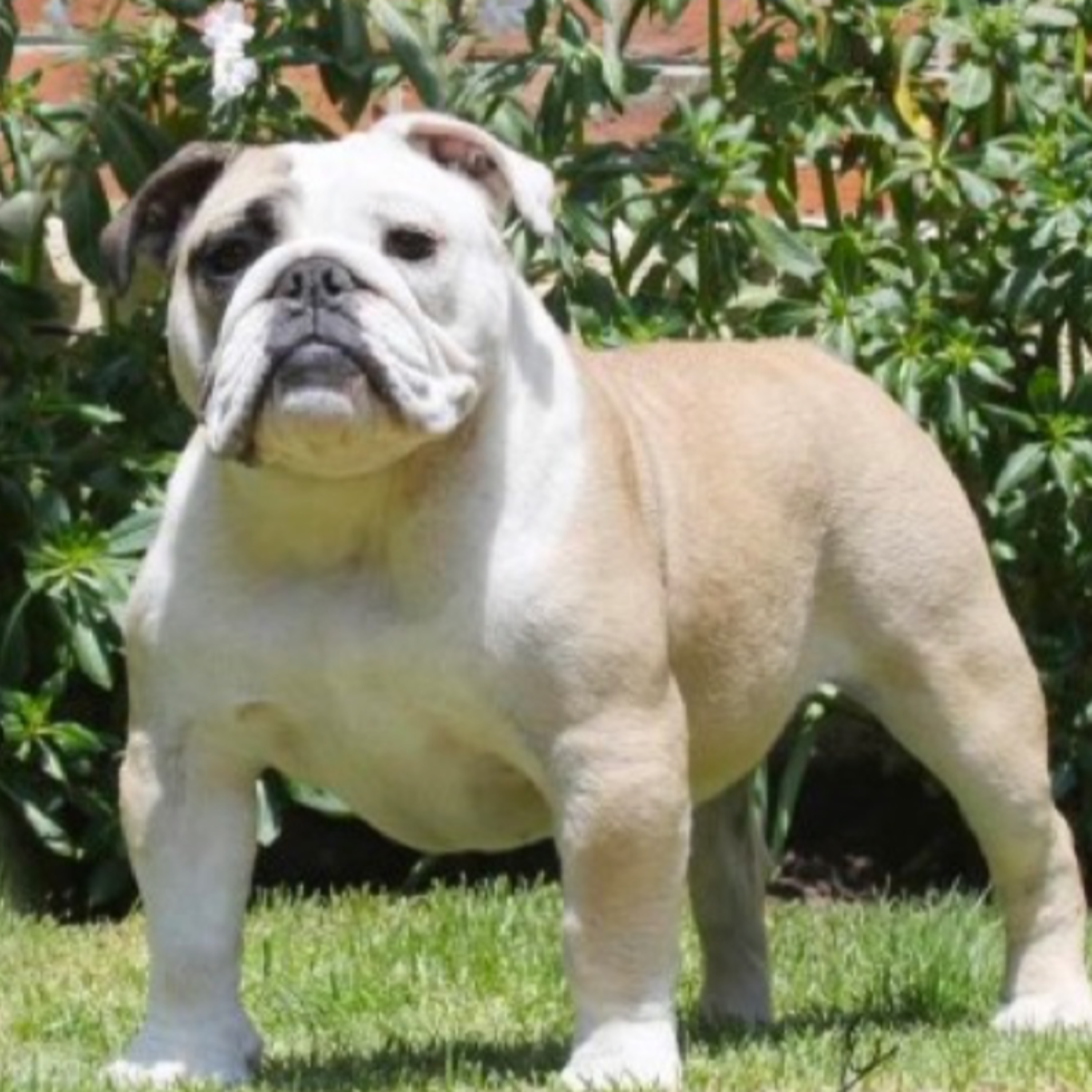 English Bulldogs: Victor Lopez Marquez from Ole Bulldogs