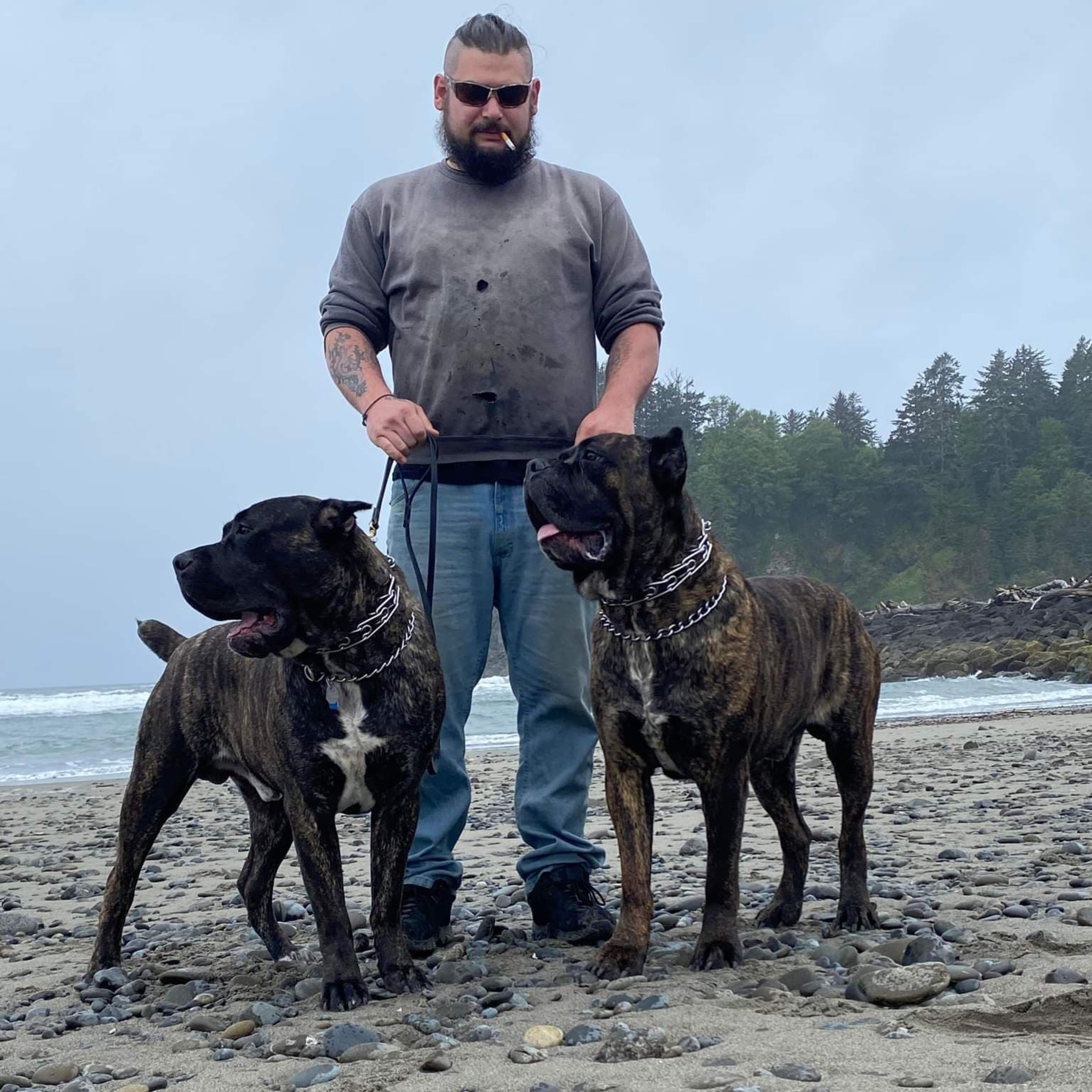 Italian Cane Corso - Wilam Wisner from Whispering Pines Cane Corso episode artwork