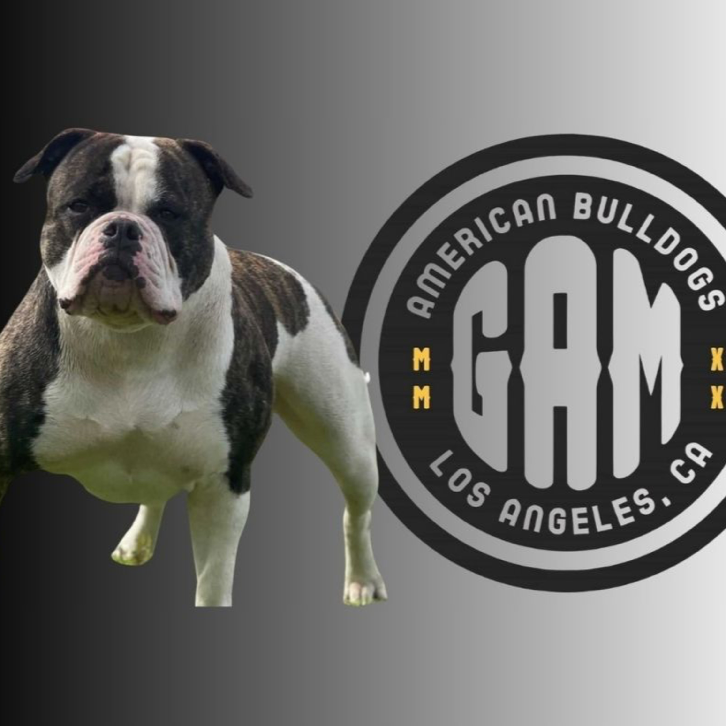 American Bulldogs - Gabriel from GAM American Bulldogs