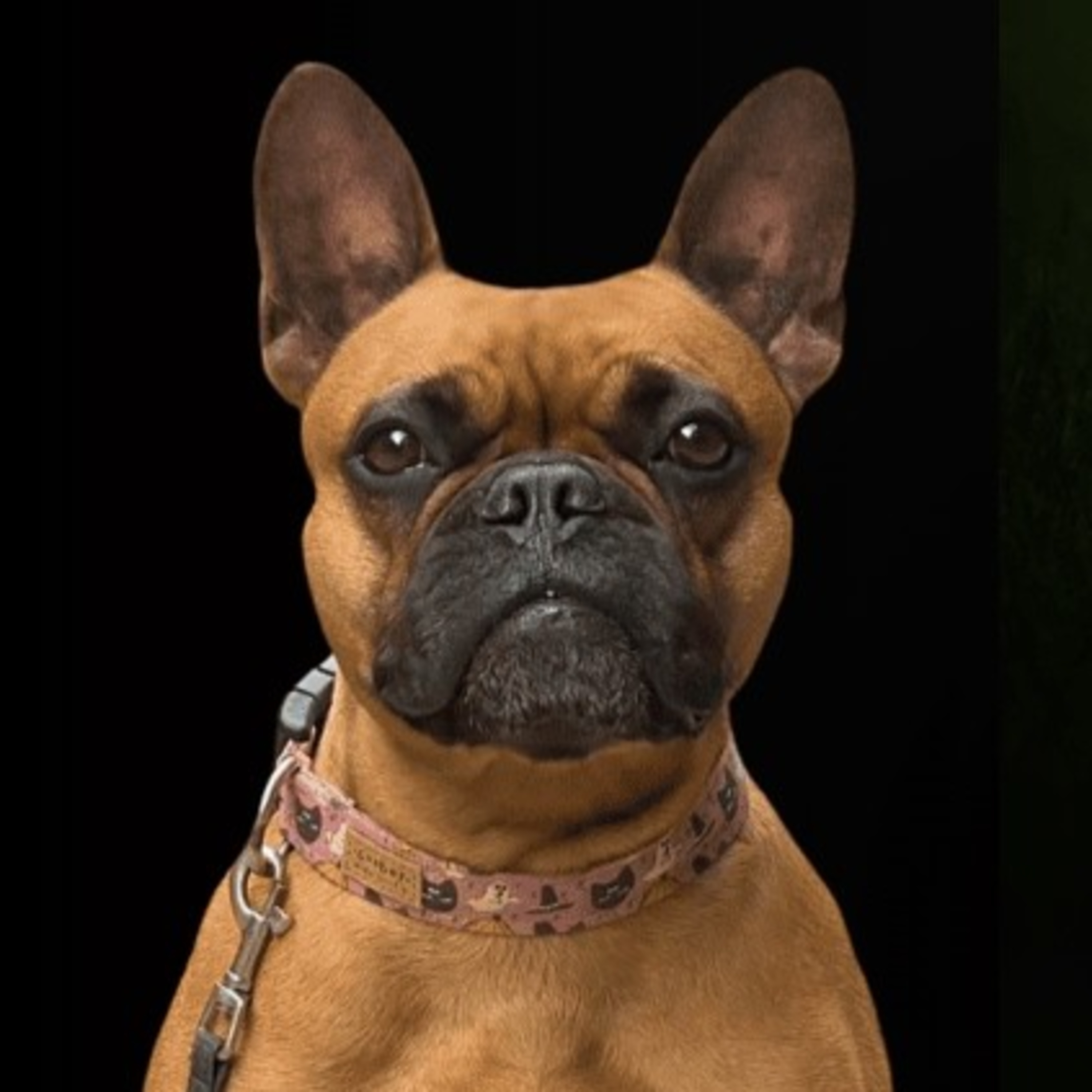 French Bulldogs: Lisa Wagner Of Autumn K9 (part 2) episode artwork
