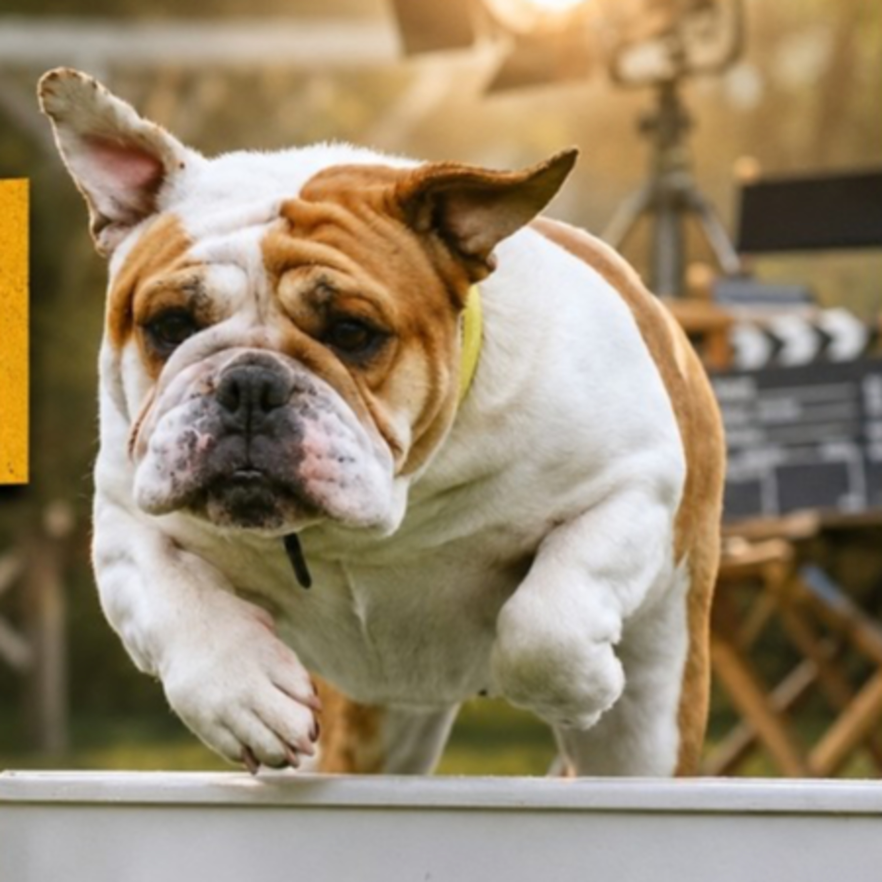 From Dog Sports to Movie Sets: English Bulldogs That Perform | Cheryl Knapp from SittingBullies episode artwork