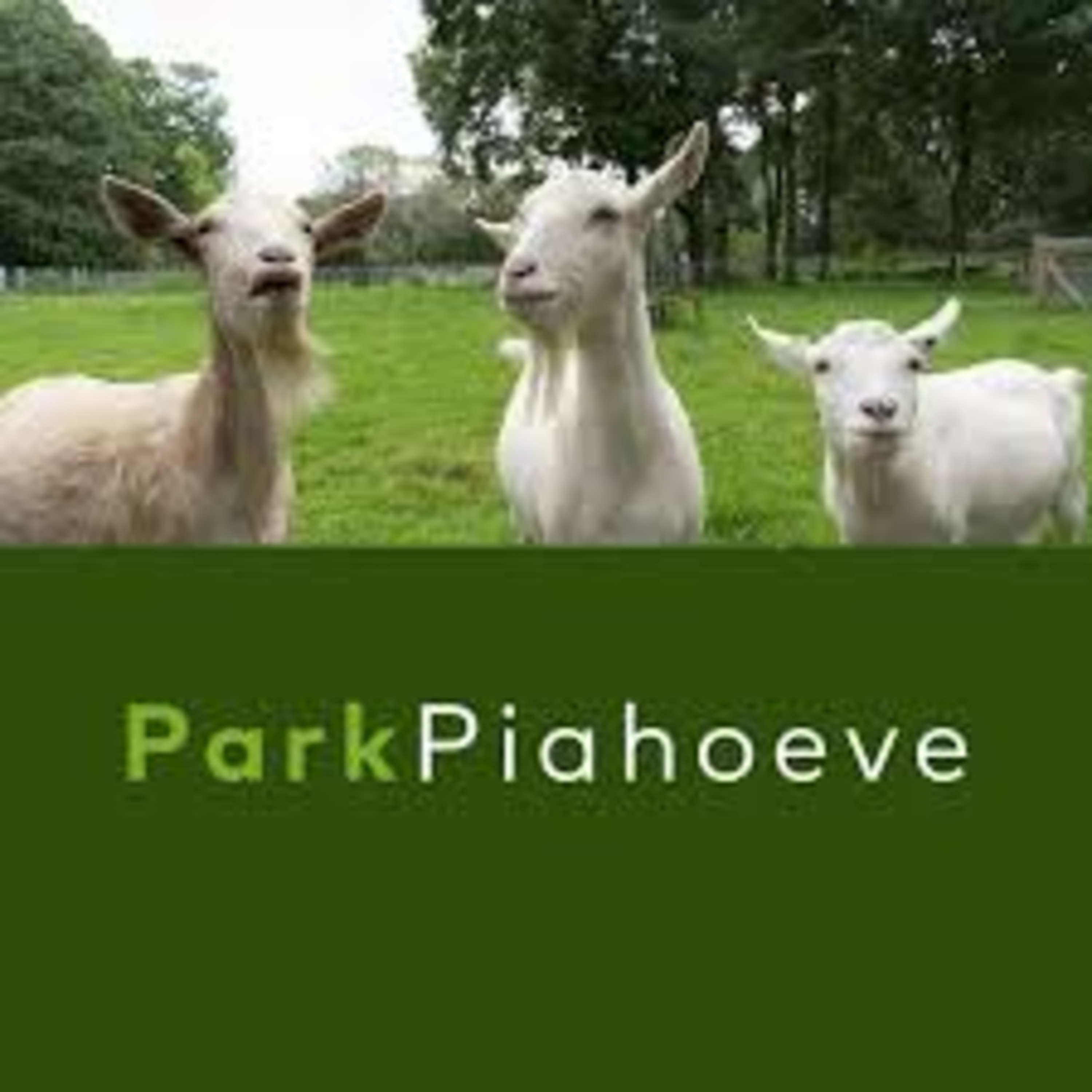 #509 Plezier voor mens en dier op de Piahoeve episode artwork