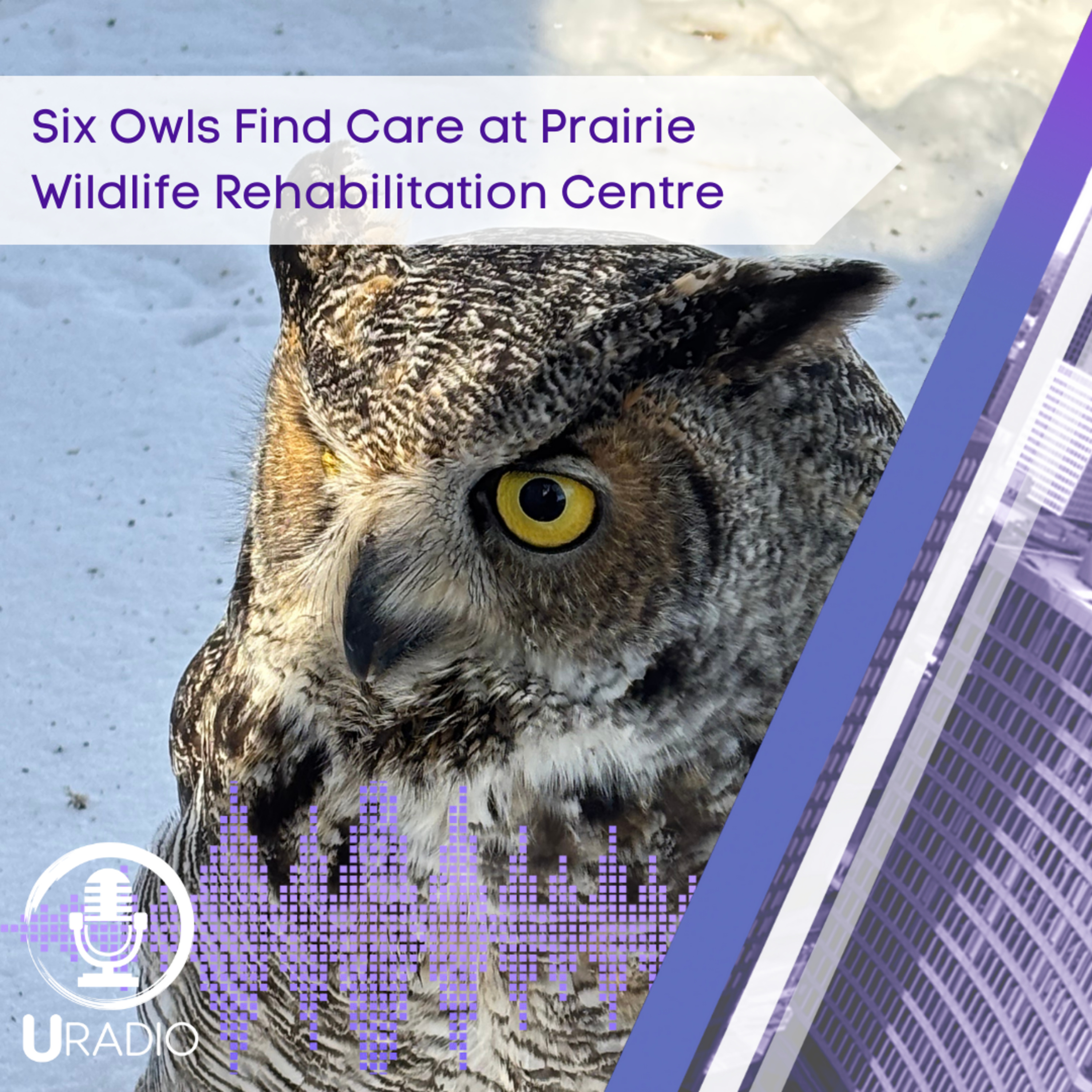 U Radio News: Six Owls Find Care at Prairie Wildlife Rehabilitation Centre episode artwork