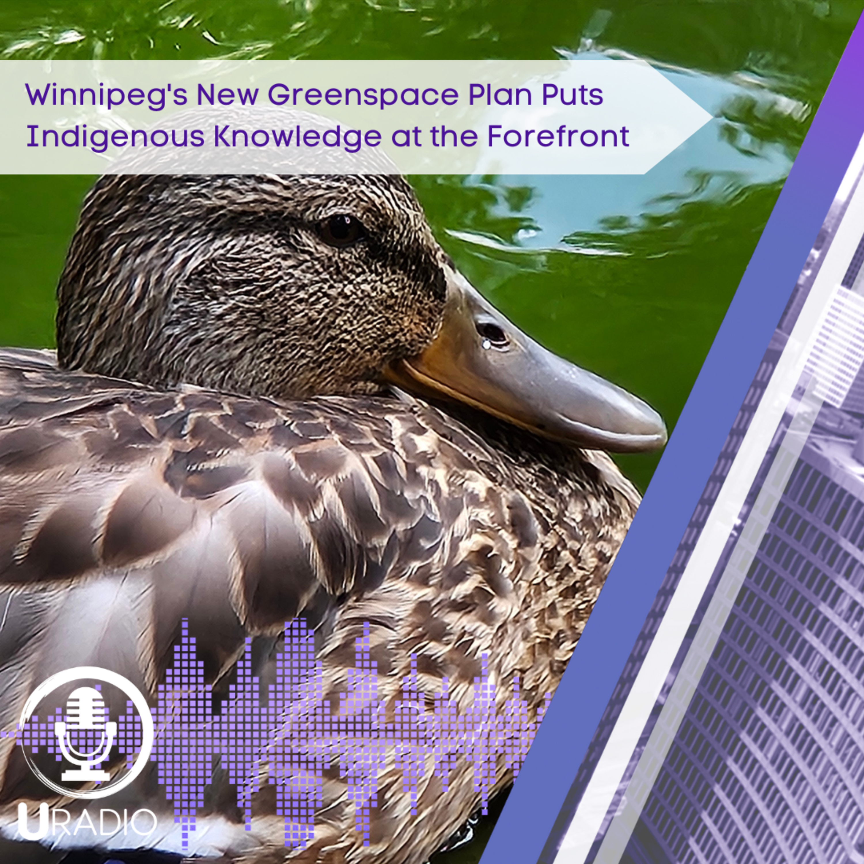 U Radio News: Winnipeg's New Greenspace Plan Puts Indigenous Knowledge at the Forefront episode artwork
