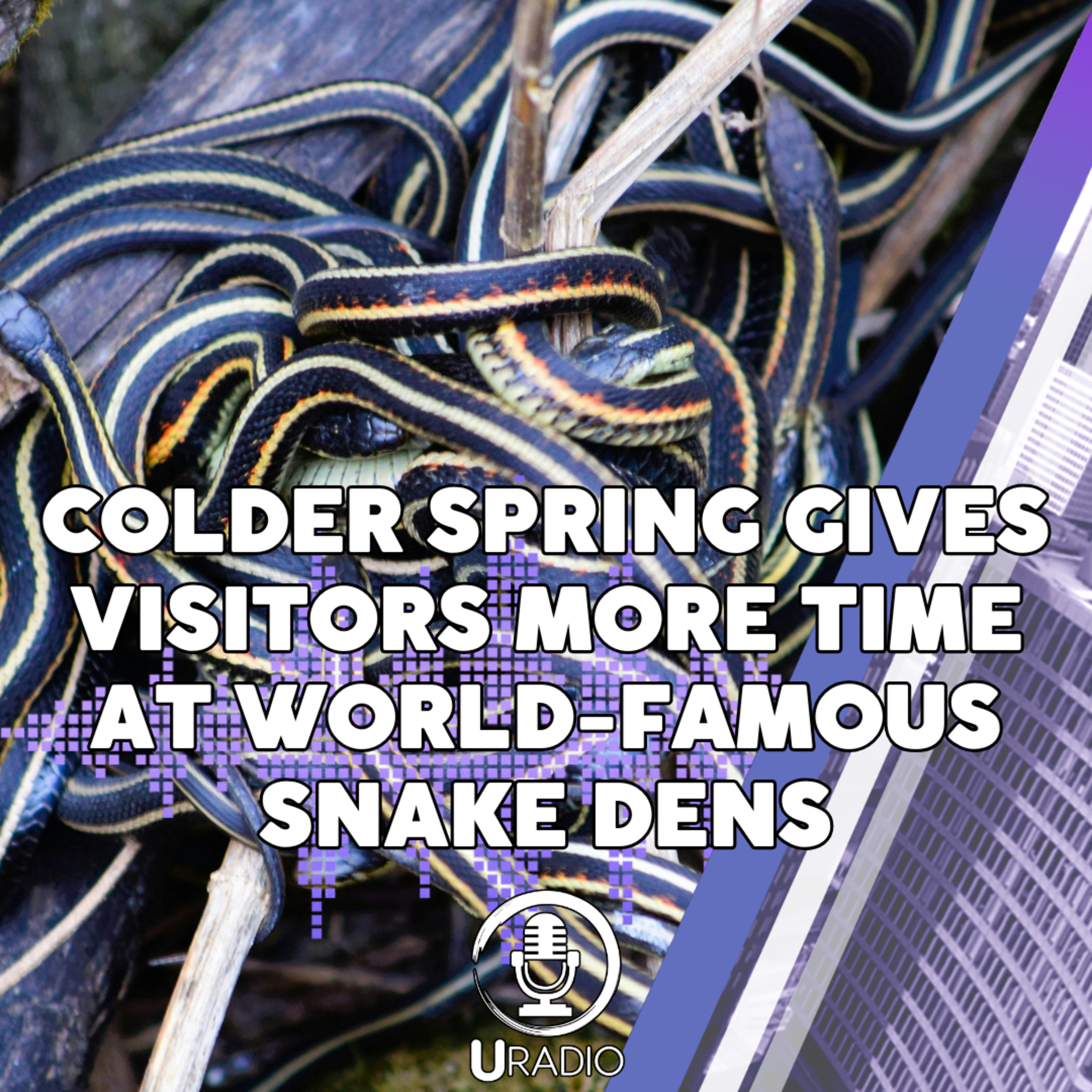 U Radio News: Colder Spring Gives Visitors More Time at World-Famous Snake Dens episode artwork