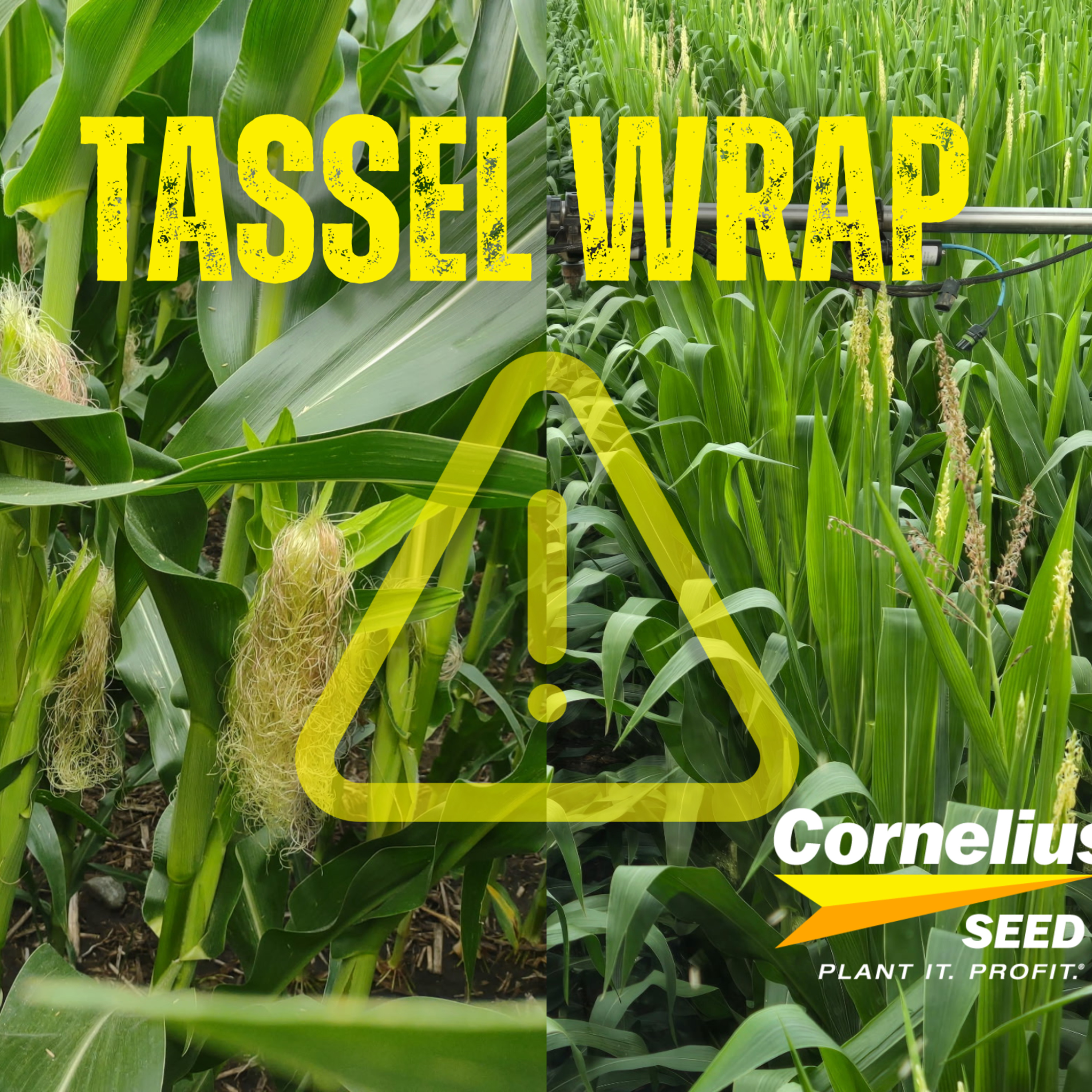  Special Series: Pollination Issues and Tassel Mystery | Off the Cob #2 episode artwork