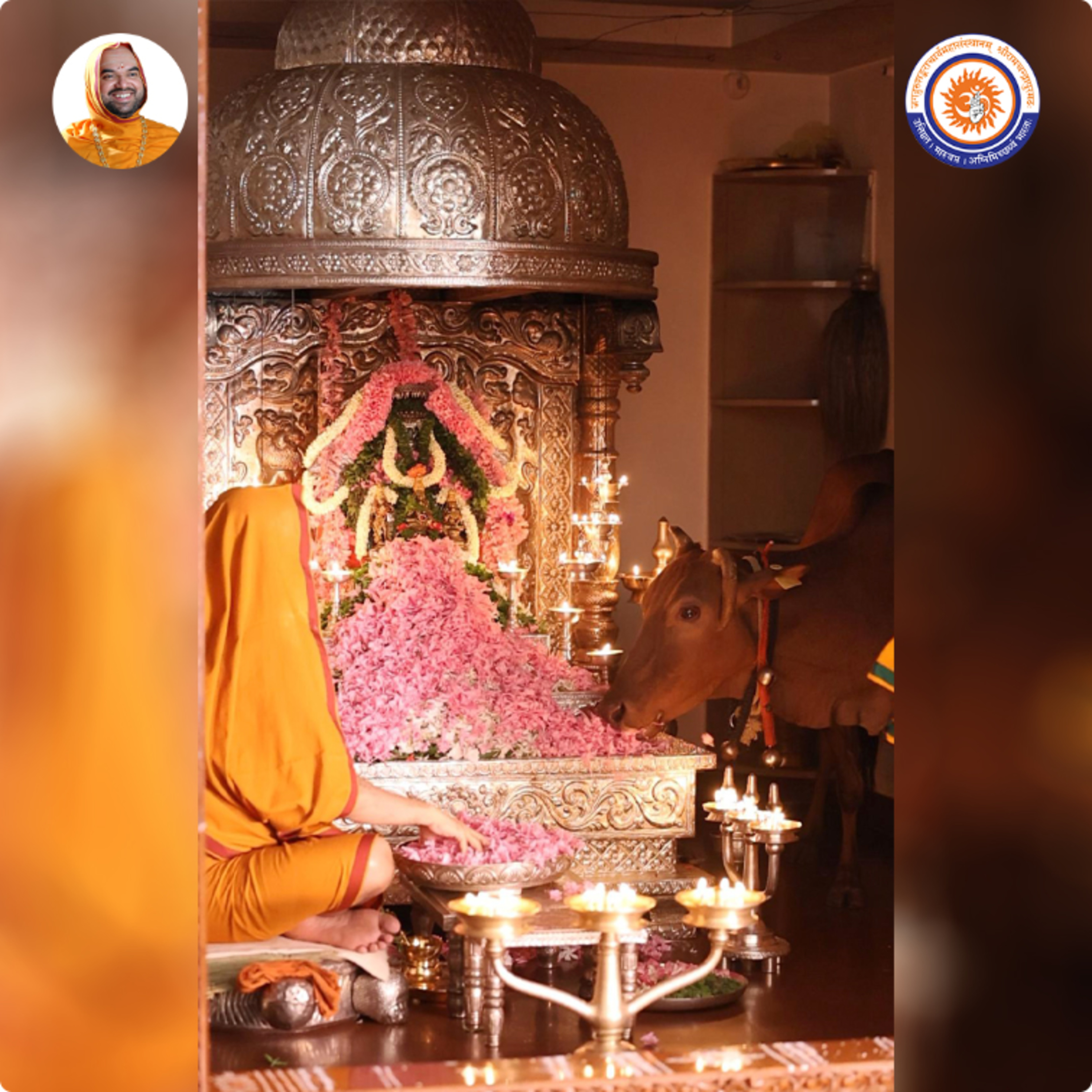 Is it considered improper if a cow consumes offerings during puja? |Spiritual talk with SriSamsthana episode artwork