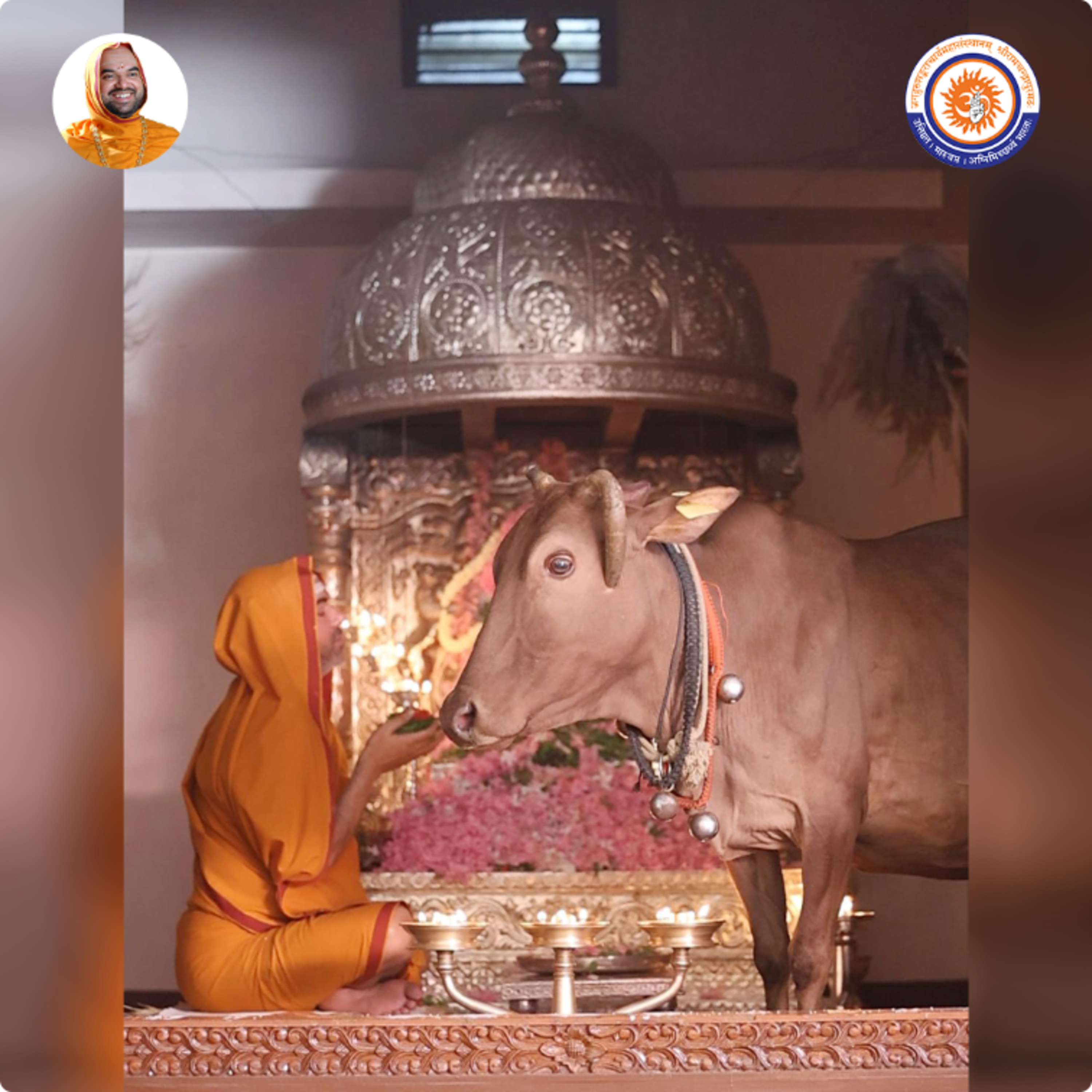 Doesn't concentration get disrupted when a cow comes to puja? | Spiritual talk with SriSamsthana episode artwork
