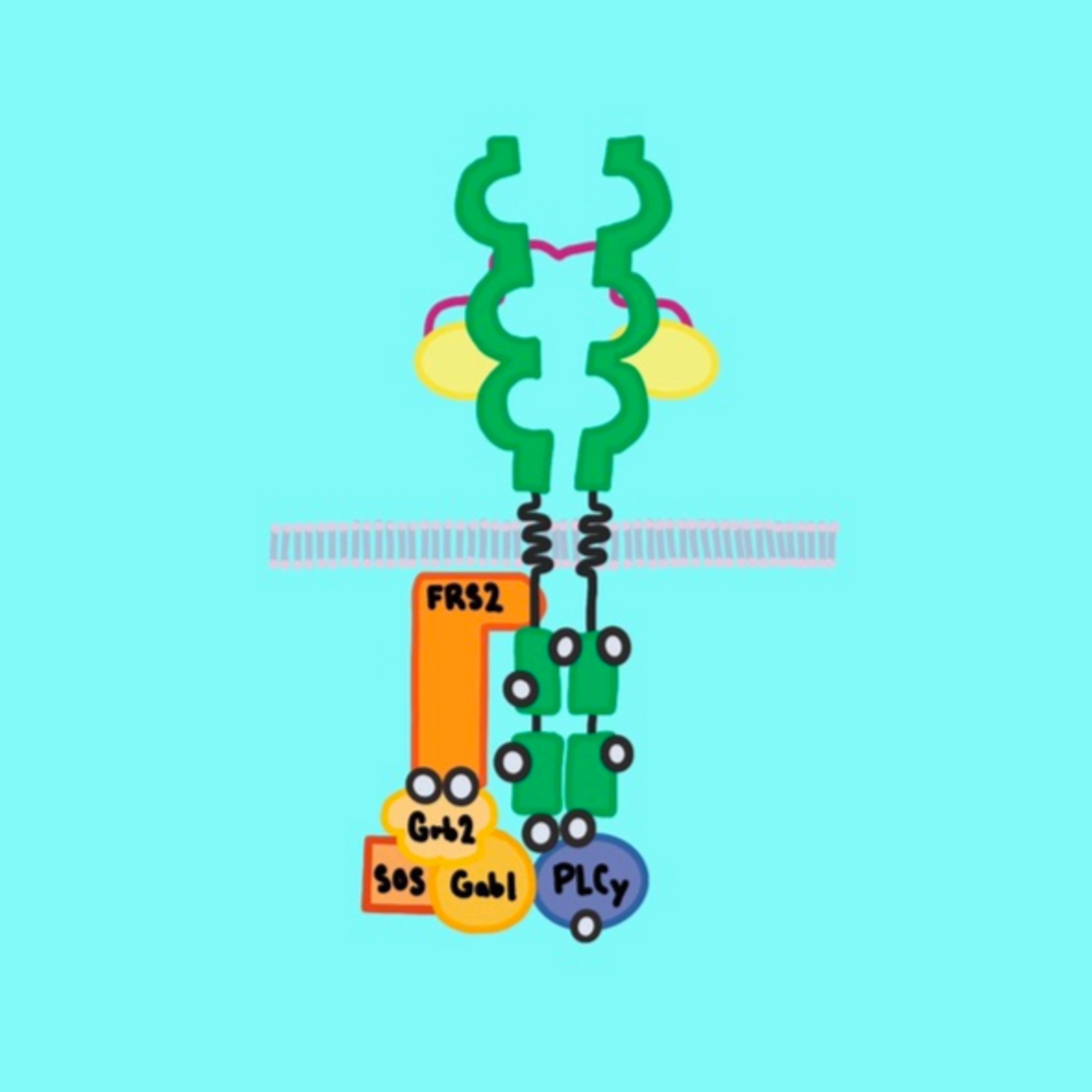 Fibroblast Growth Factors and Their Receptors episode artwork