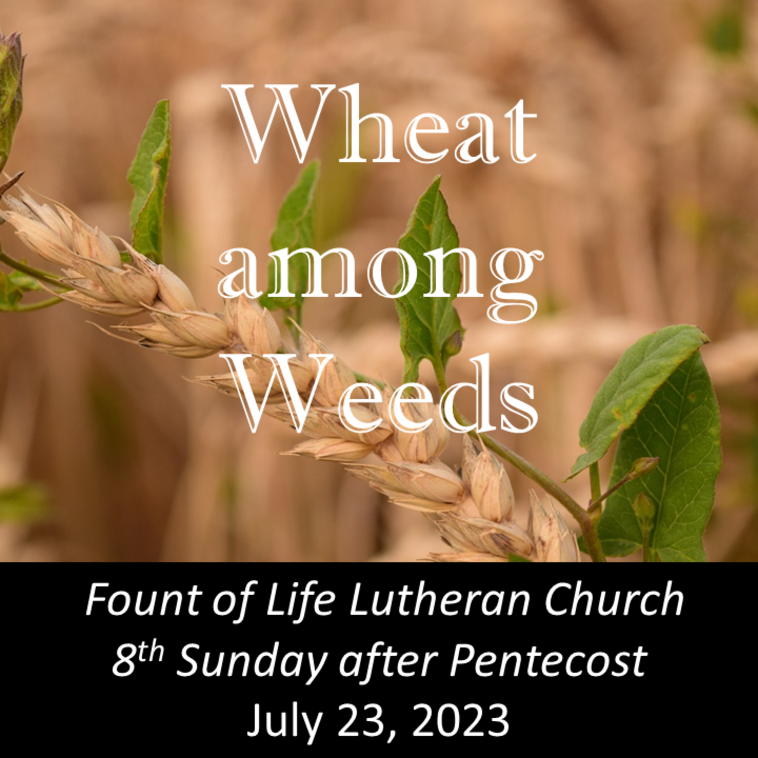 Live with the Weeds – July 23, 2023 episode artwork