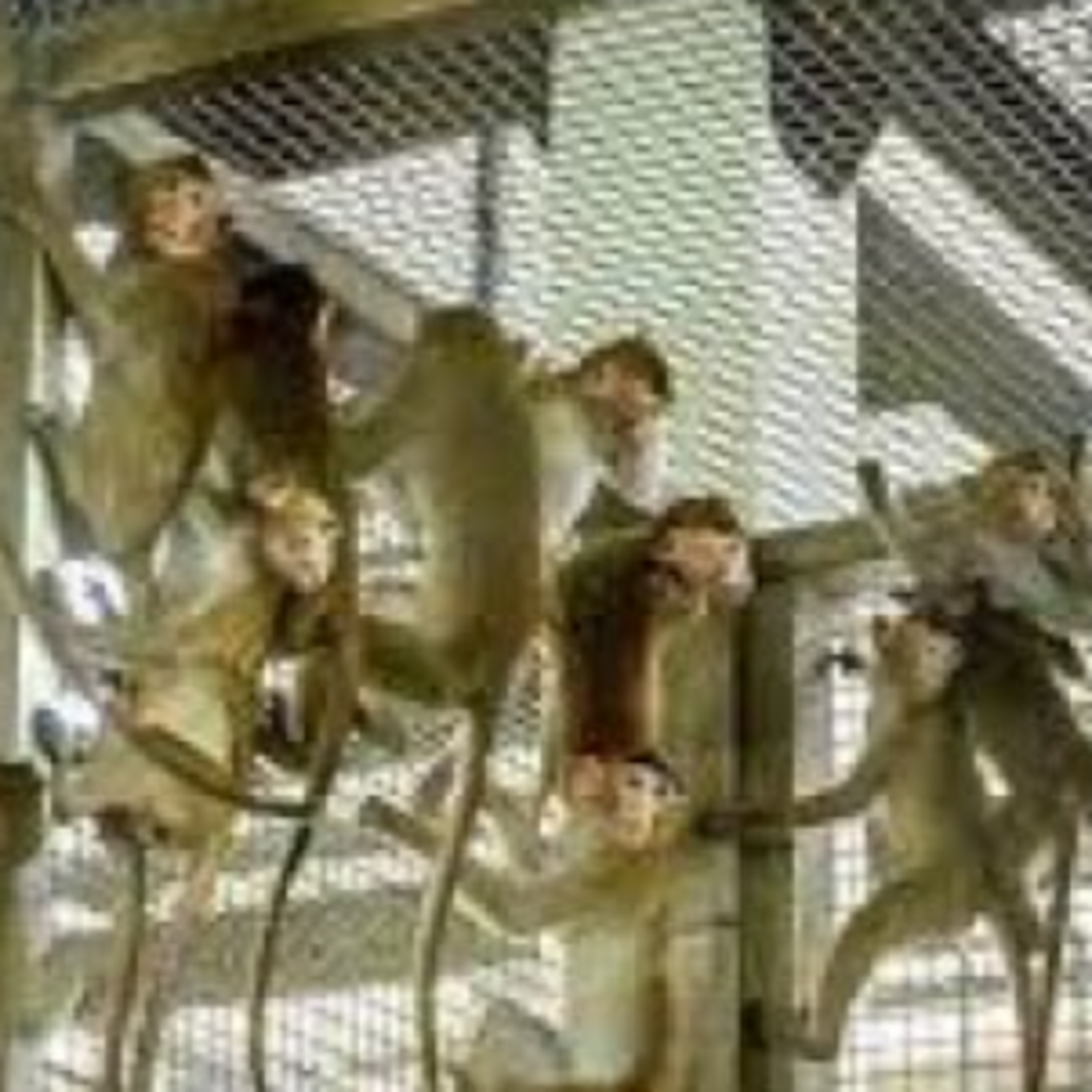 Lab monkeys escape after truck crash — a public health scare unfolds episode artwork