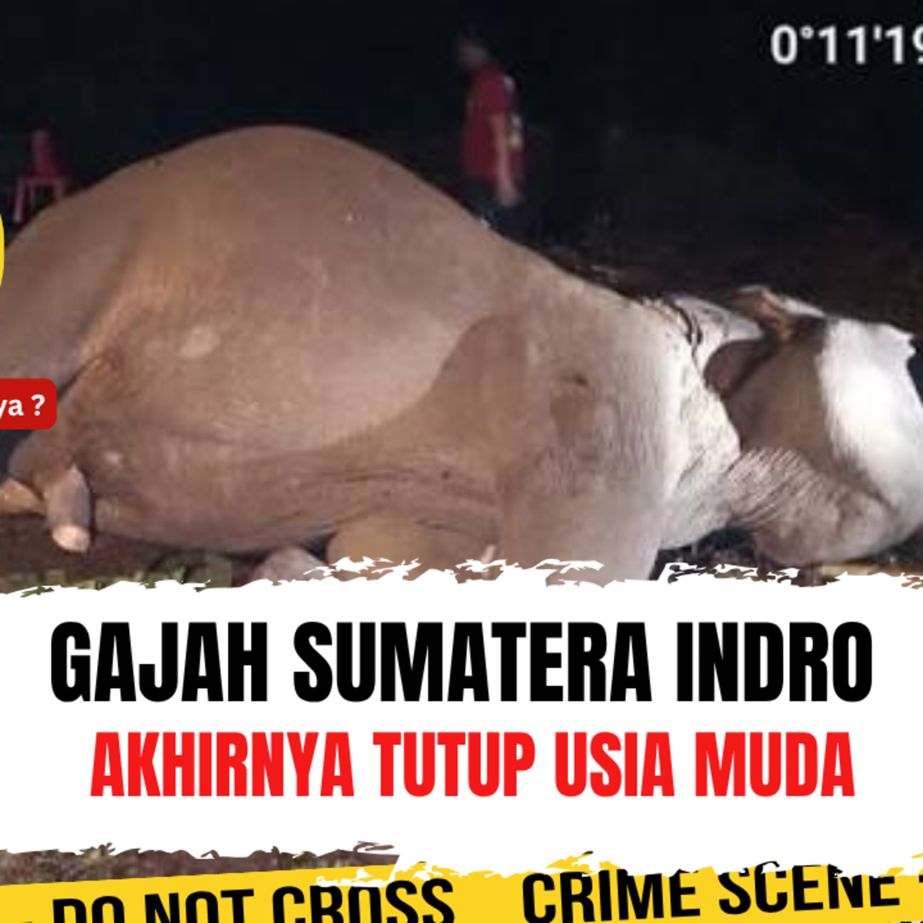 Gajah Sumatera Indro akhirnya tutup usia muda, ada apa sebenarnya ? | Ep. 2751