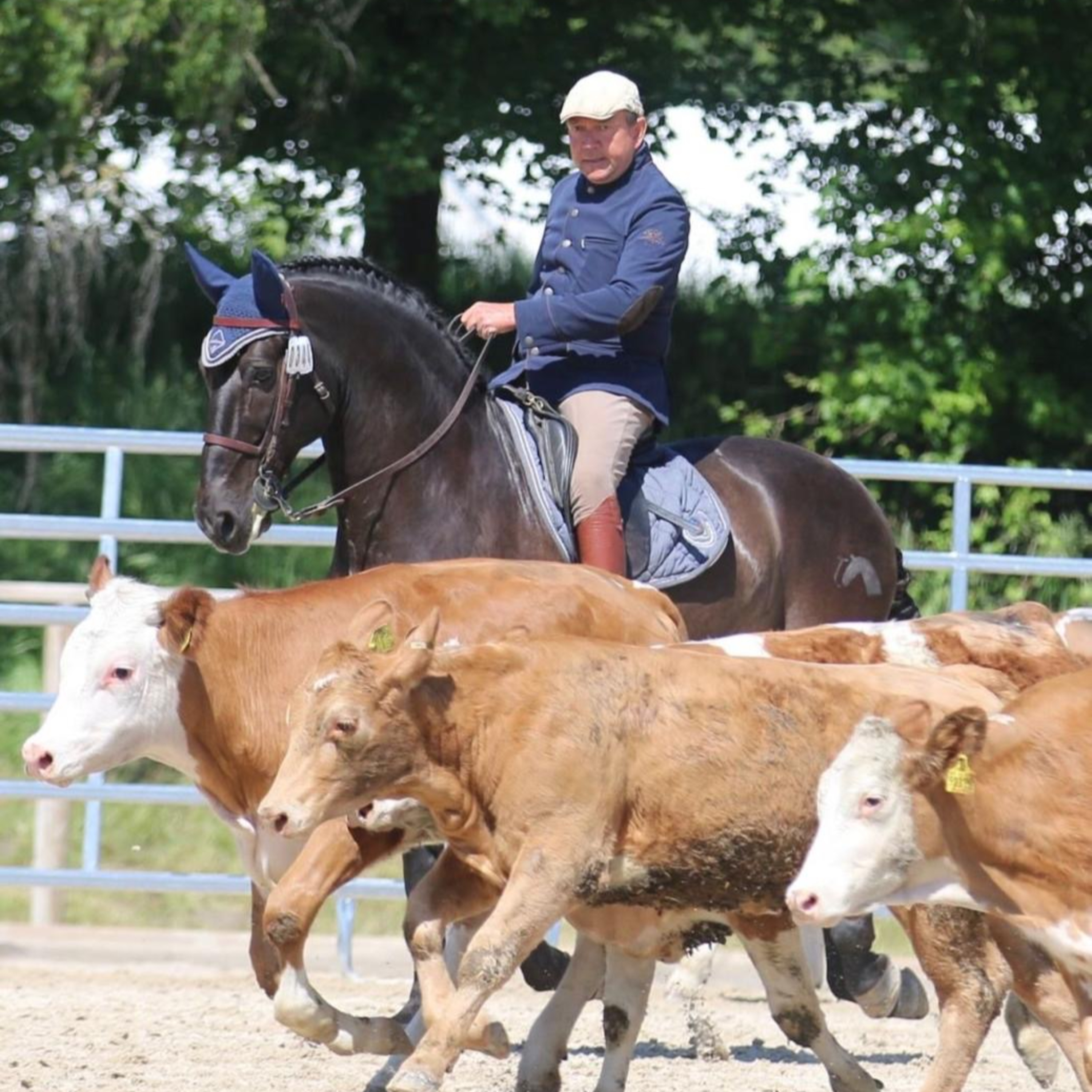 Viel Spaß mit und geniales Training durch Working Equitation