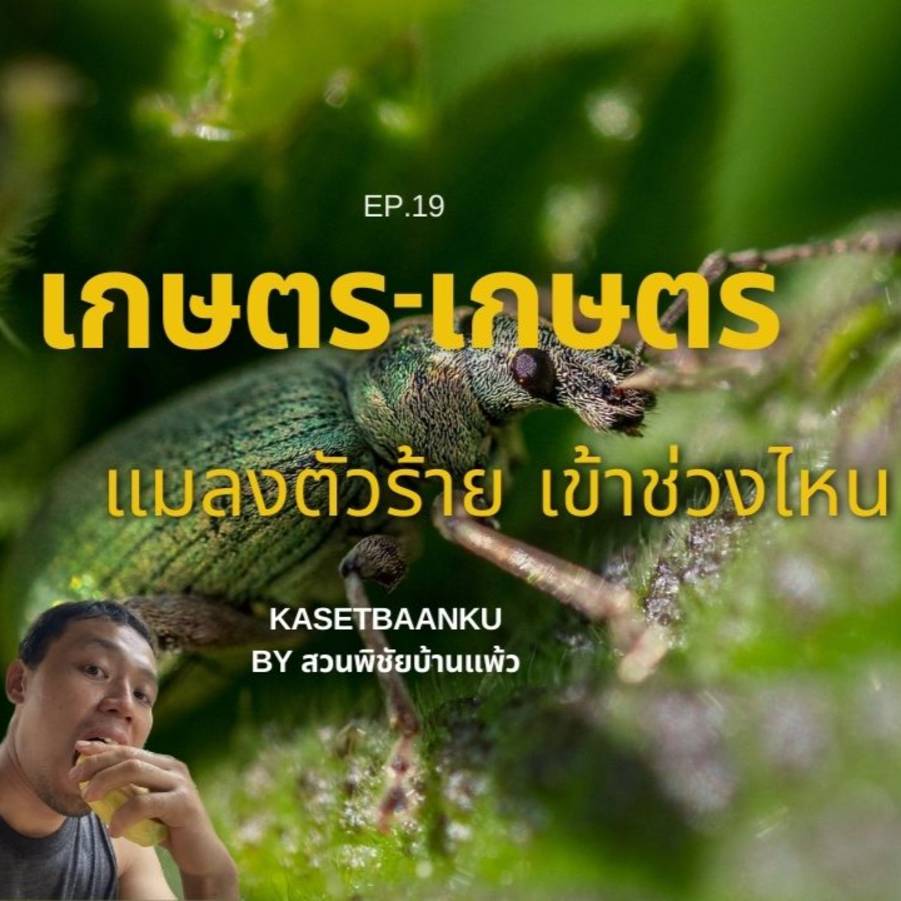 เกษตร-เกษตร EP19 : เกษตรกรกับแมลงตัวร้าย เข้าช่วงไหน