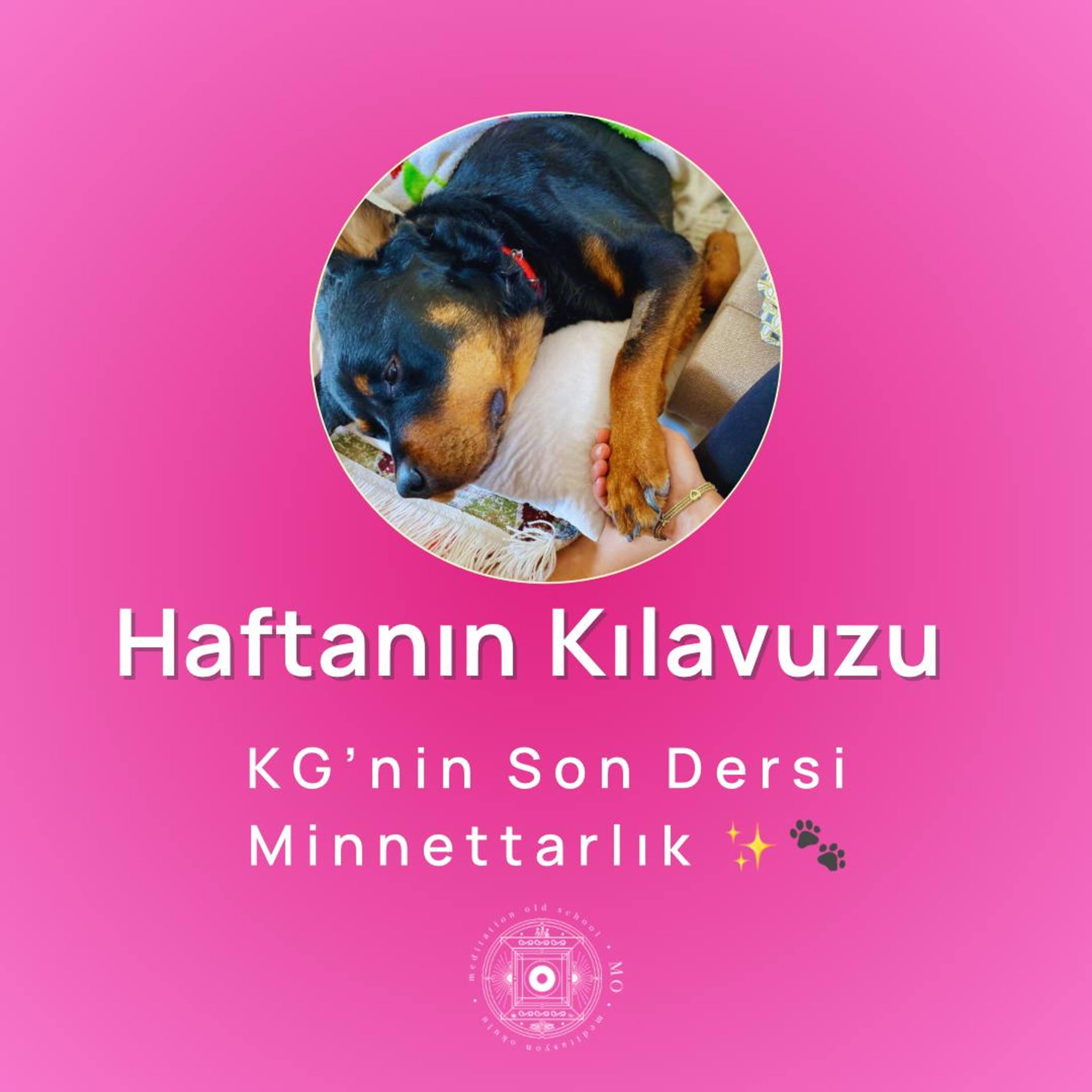 KG’nin Son Dersi: Minnettarlık ✨🐾 | Haftanın Kılavuzu
