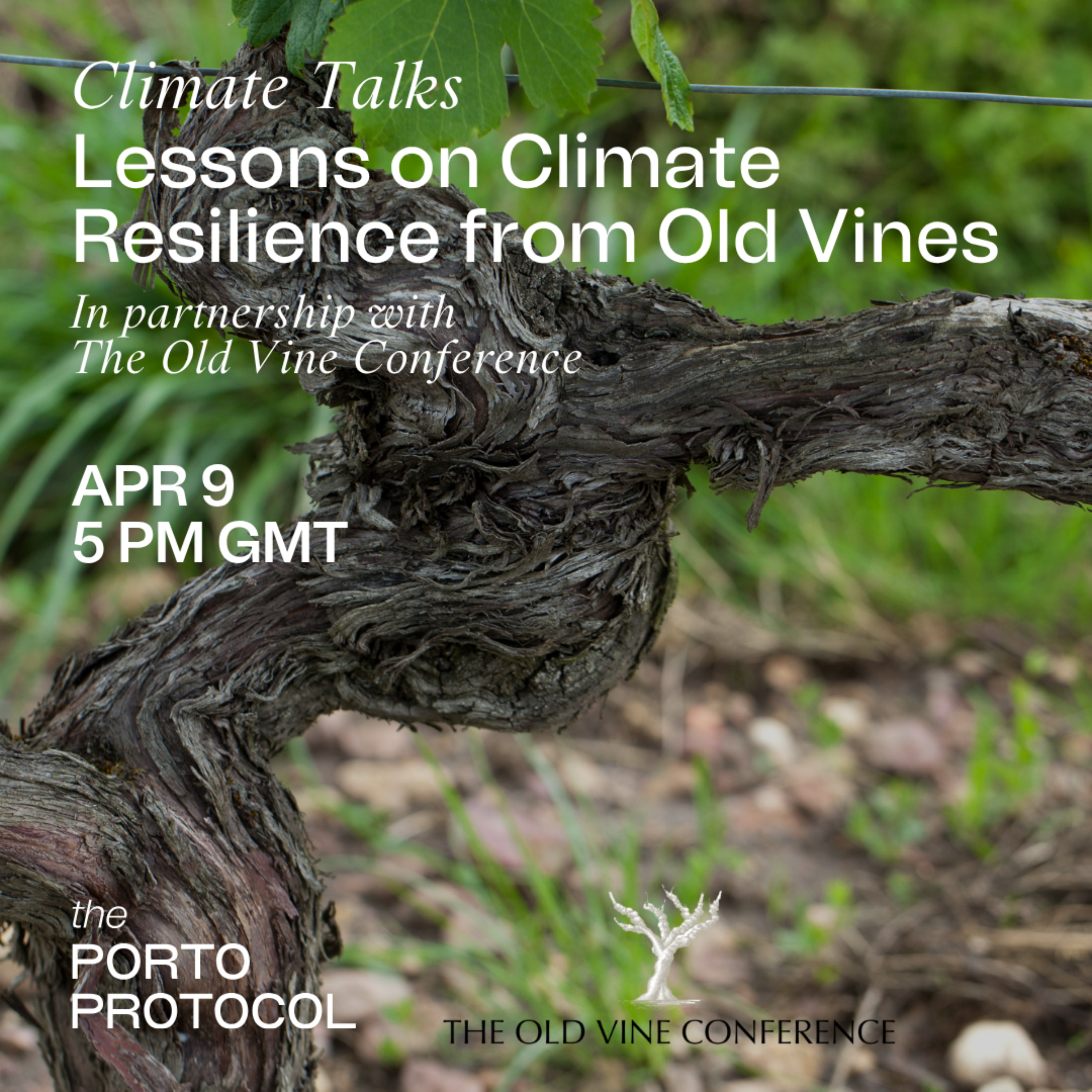 Lessons on Climate Resilience from Old Vines episode artwork