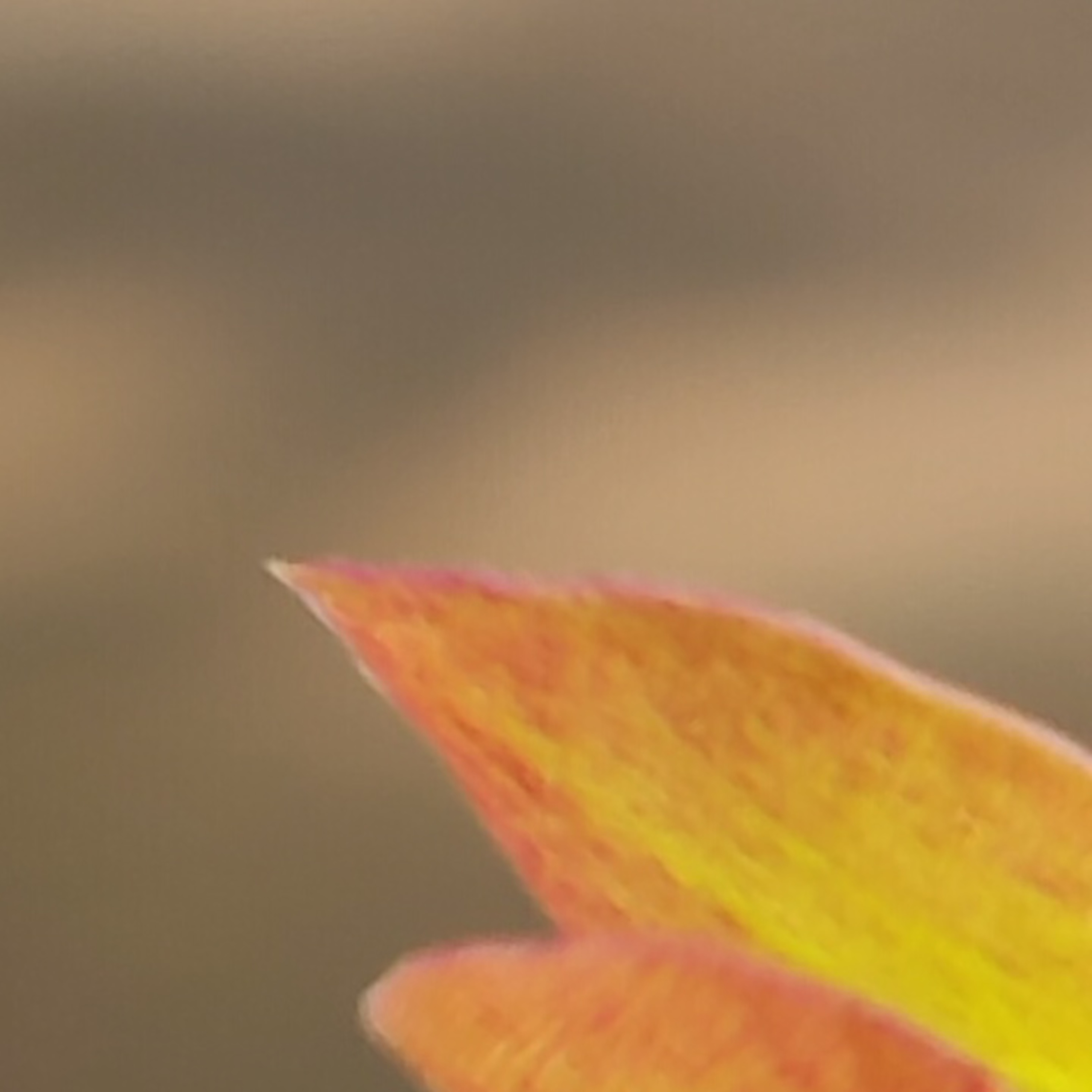 ความคิดเป็นกระบวนการของสมองหรือจิต Group Sitting 2023-06-25