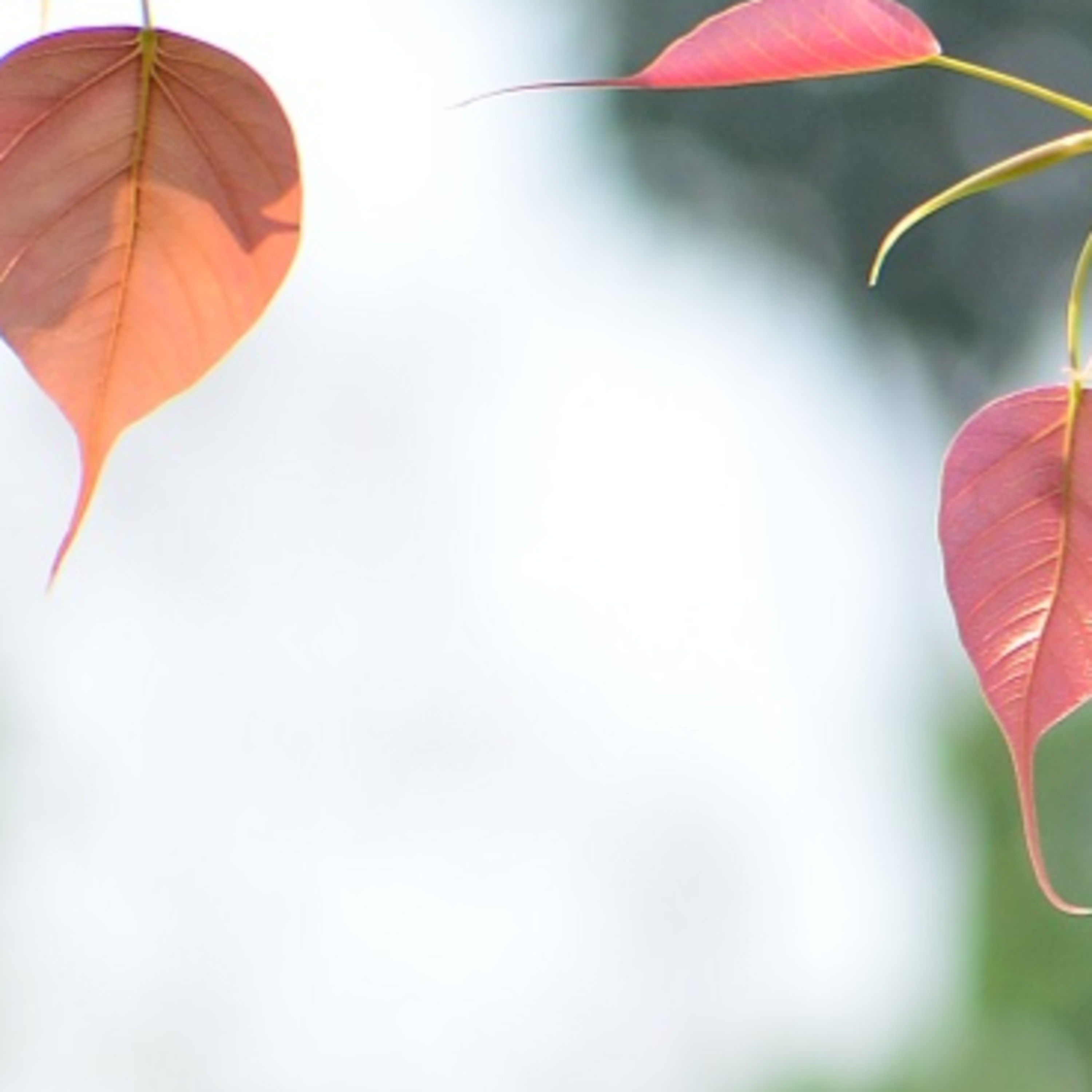 วิปัสสนา คืออุบายวิธี เข้าไปประจักษ์แจ้งกับ สภาวะปกติของรูป นาม Group Sitting 2023-08-20