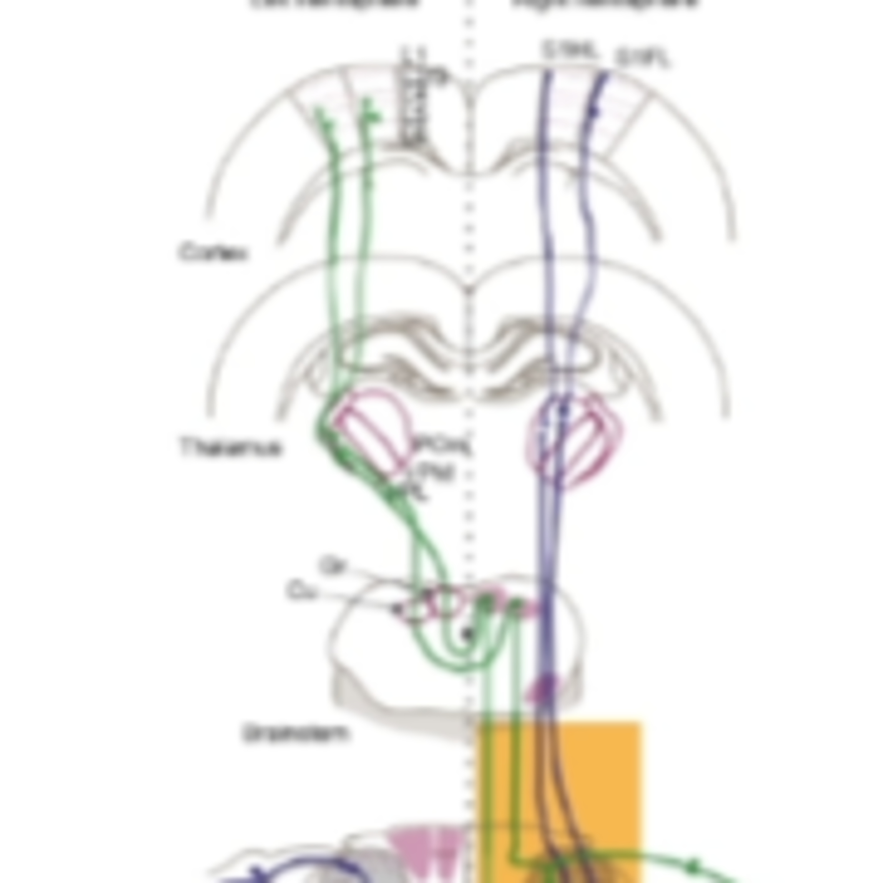 Avances en Lesiones Medulares con Vero Barranco | Charlando en el Camarote episode artwork