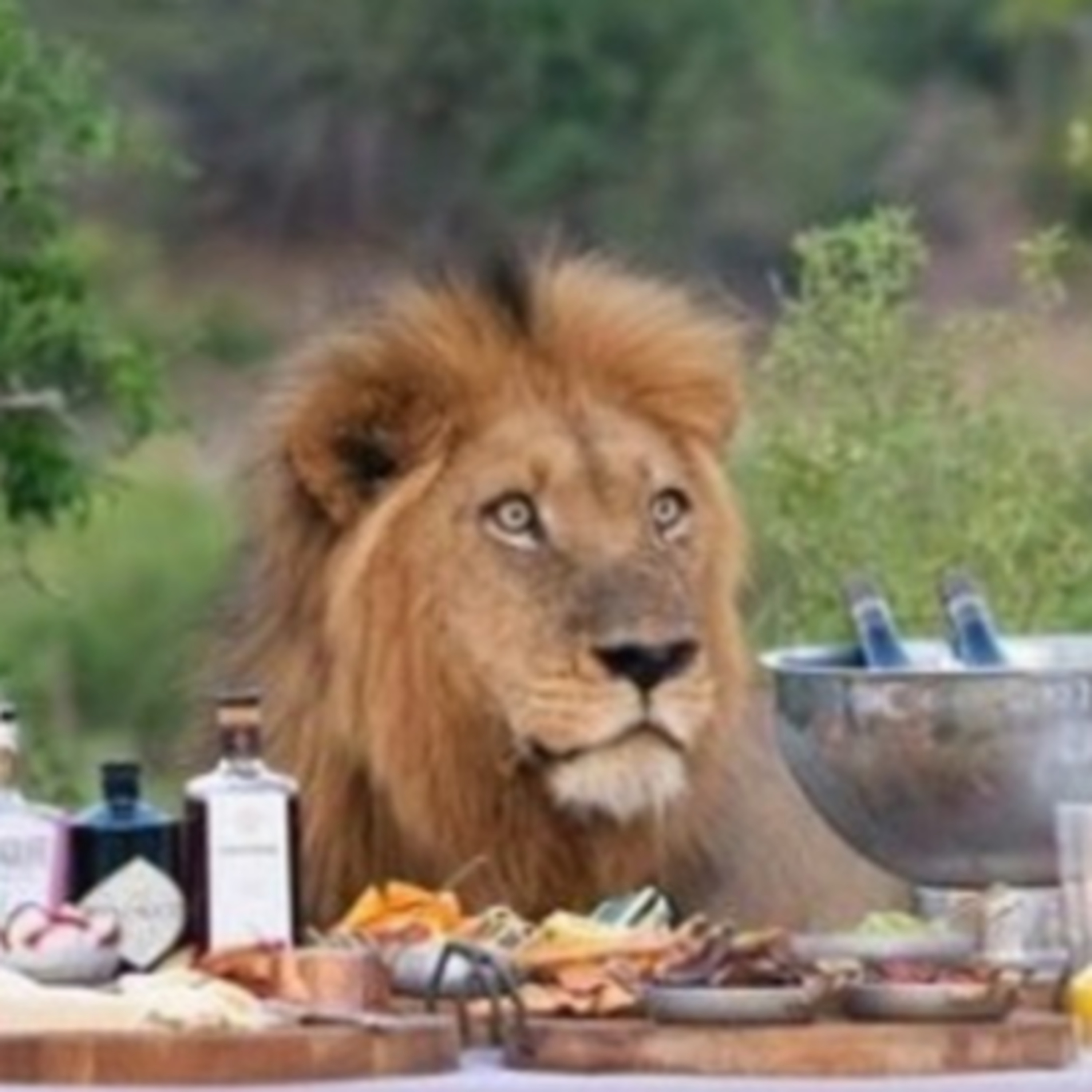 ¿Las Mascotas pueden ser Comida para un Zoo? | Charlando en el Camarote episode artwork