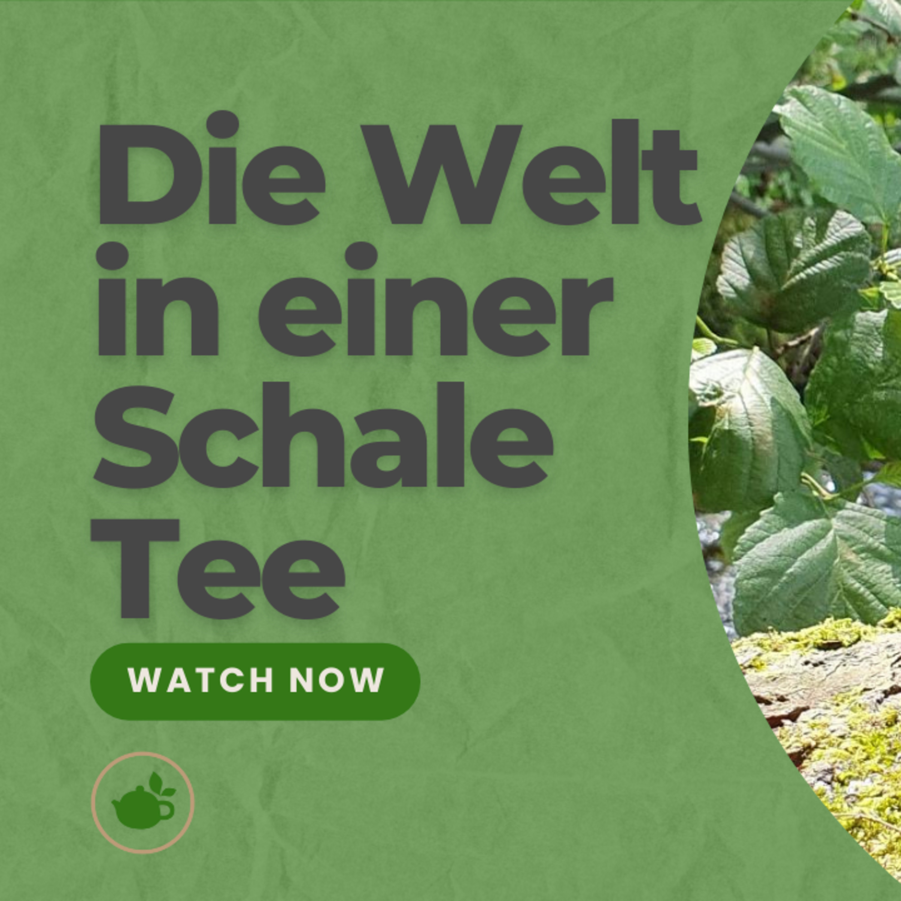 Das Geheimnis des Tees