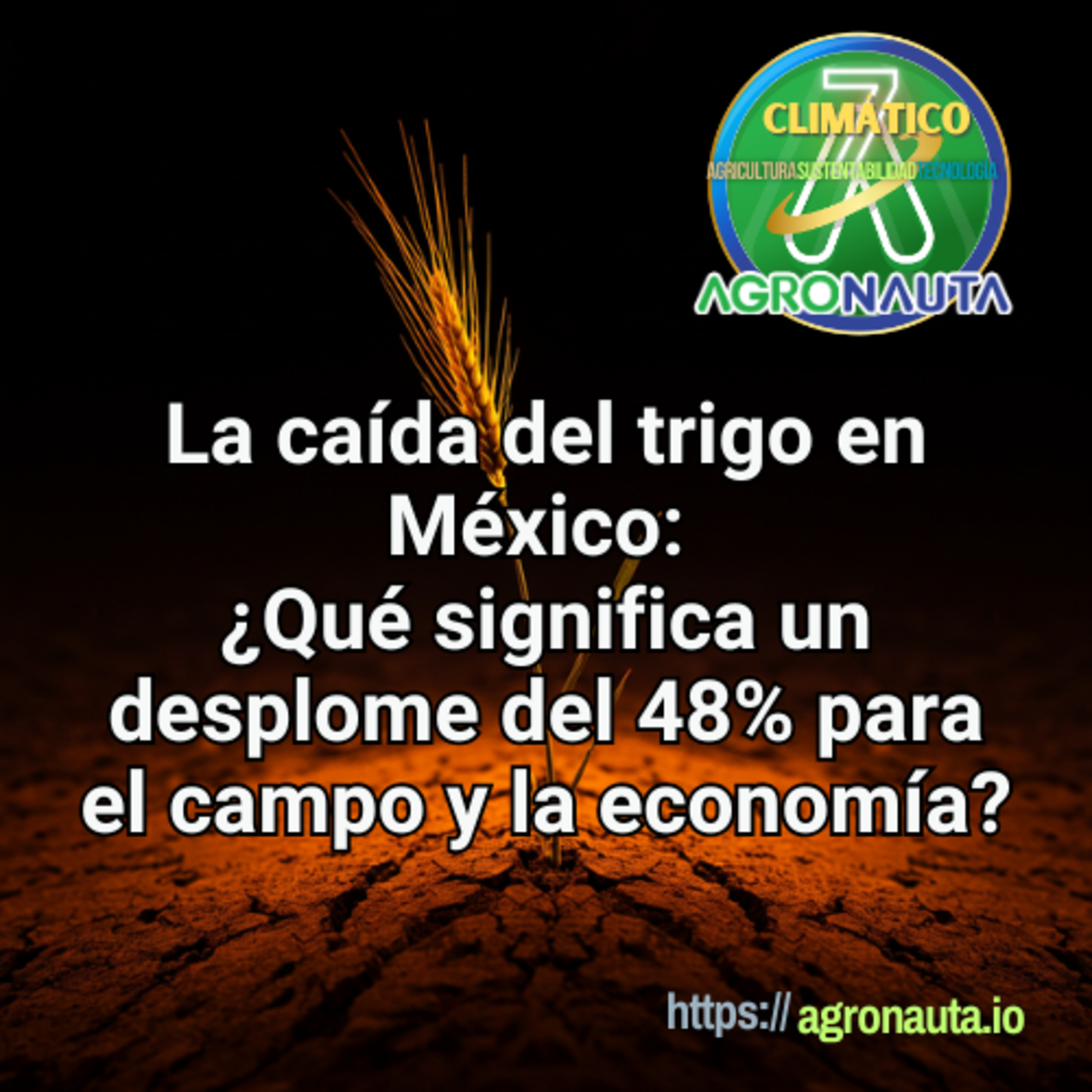 La caída del trigo en México: ¿Qué significa un desplome del 48% para el campo y la economía?  episode artwork