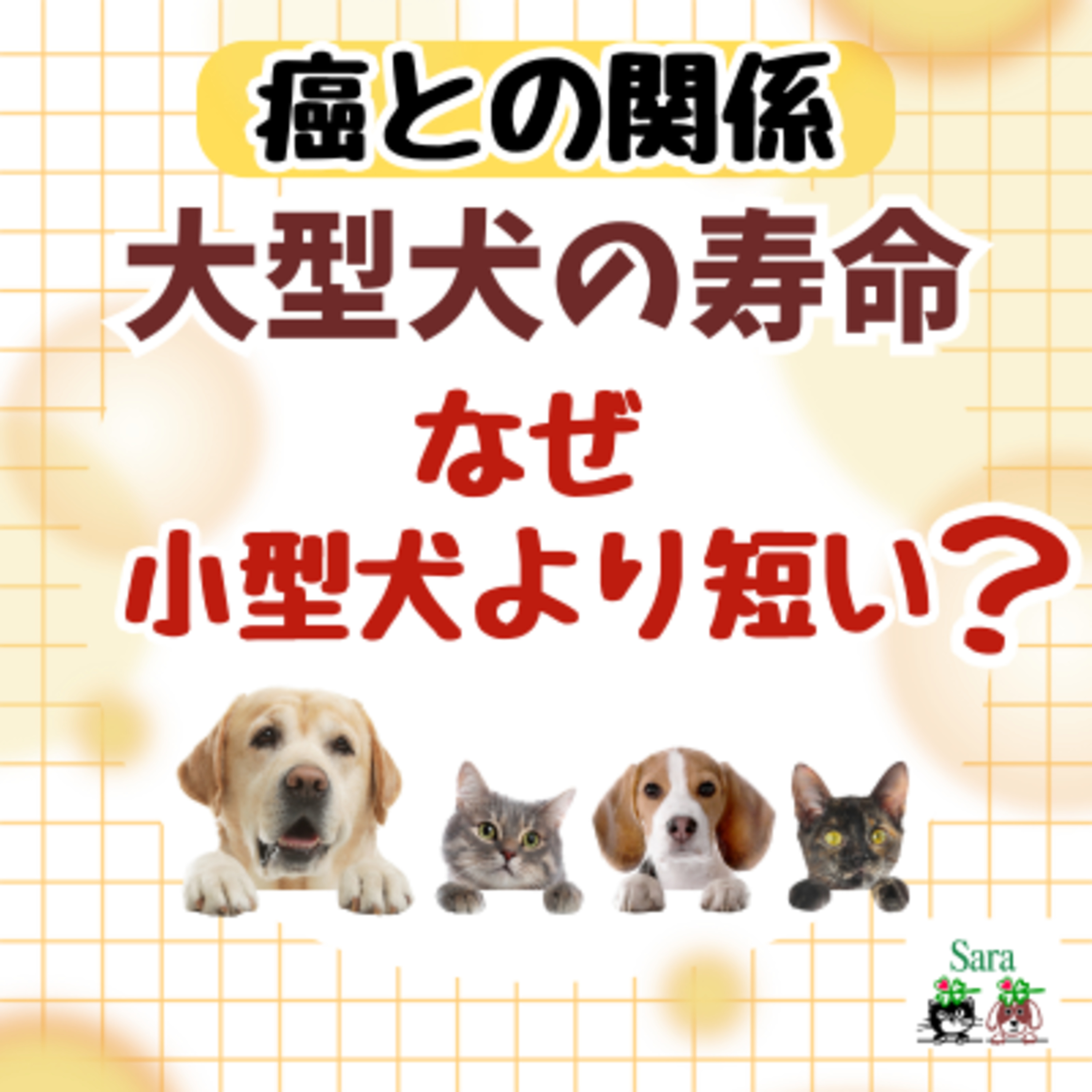 #1082. 癌との関係：なぜ大型犬の寿命は小型犬より短い？長寿薬が開発中 episode artwork