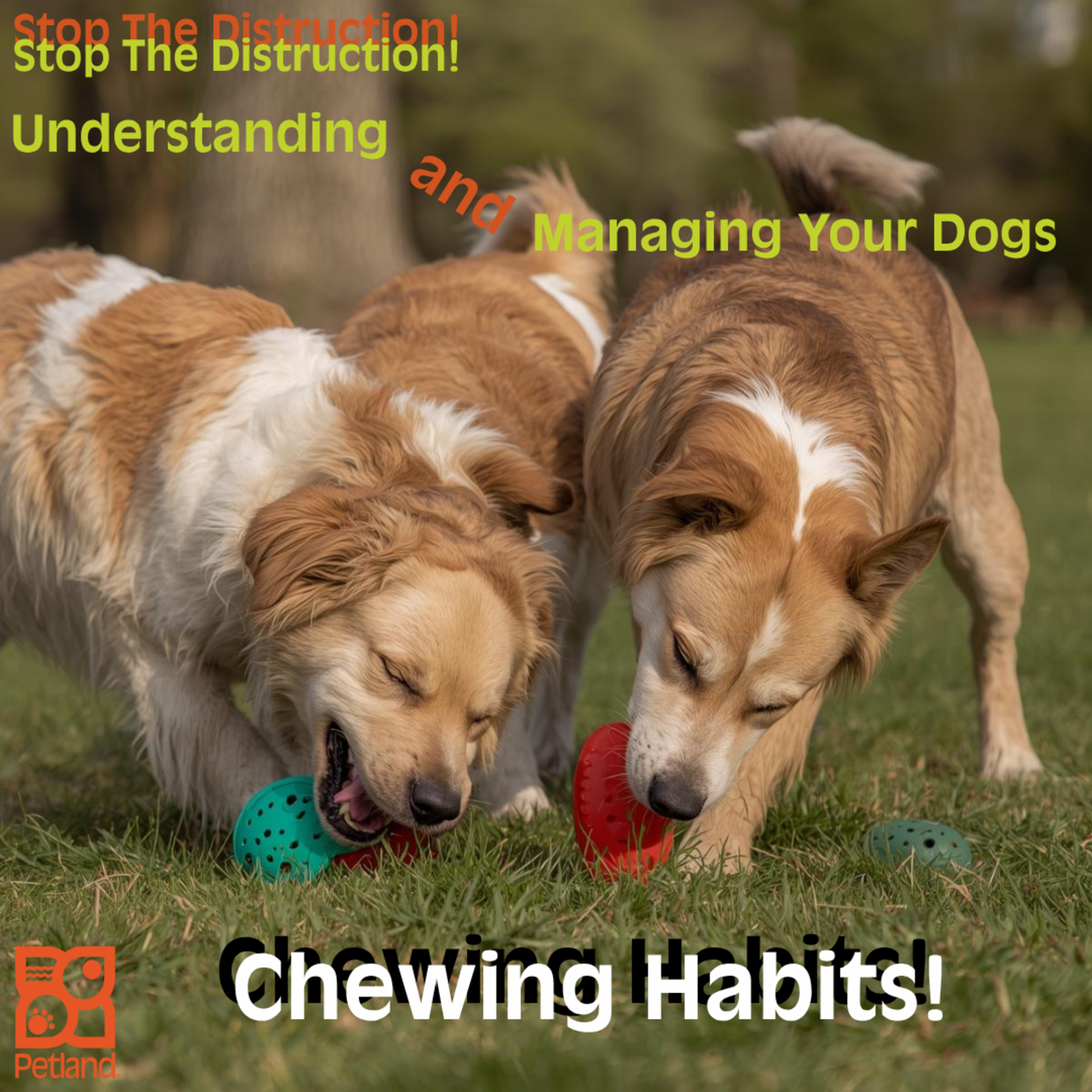 🐾 Stop the Destruction! Understanding and Managing Your Dog’s Chewing Habits episode artwork