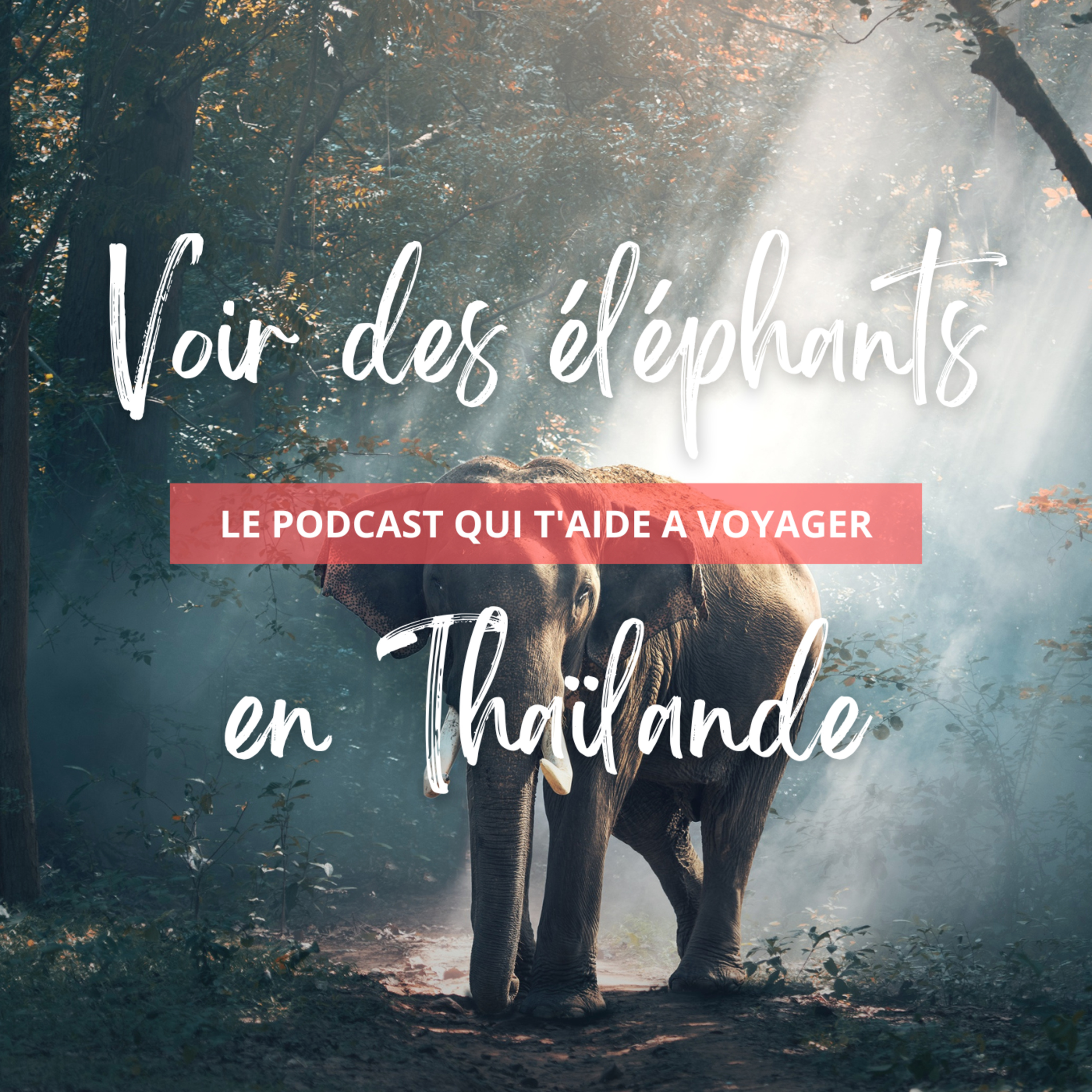 Éléphants en Thaïlande : Démystification des Centres de Protection et de l'Industrie Touristique episode artwork