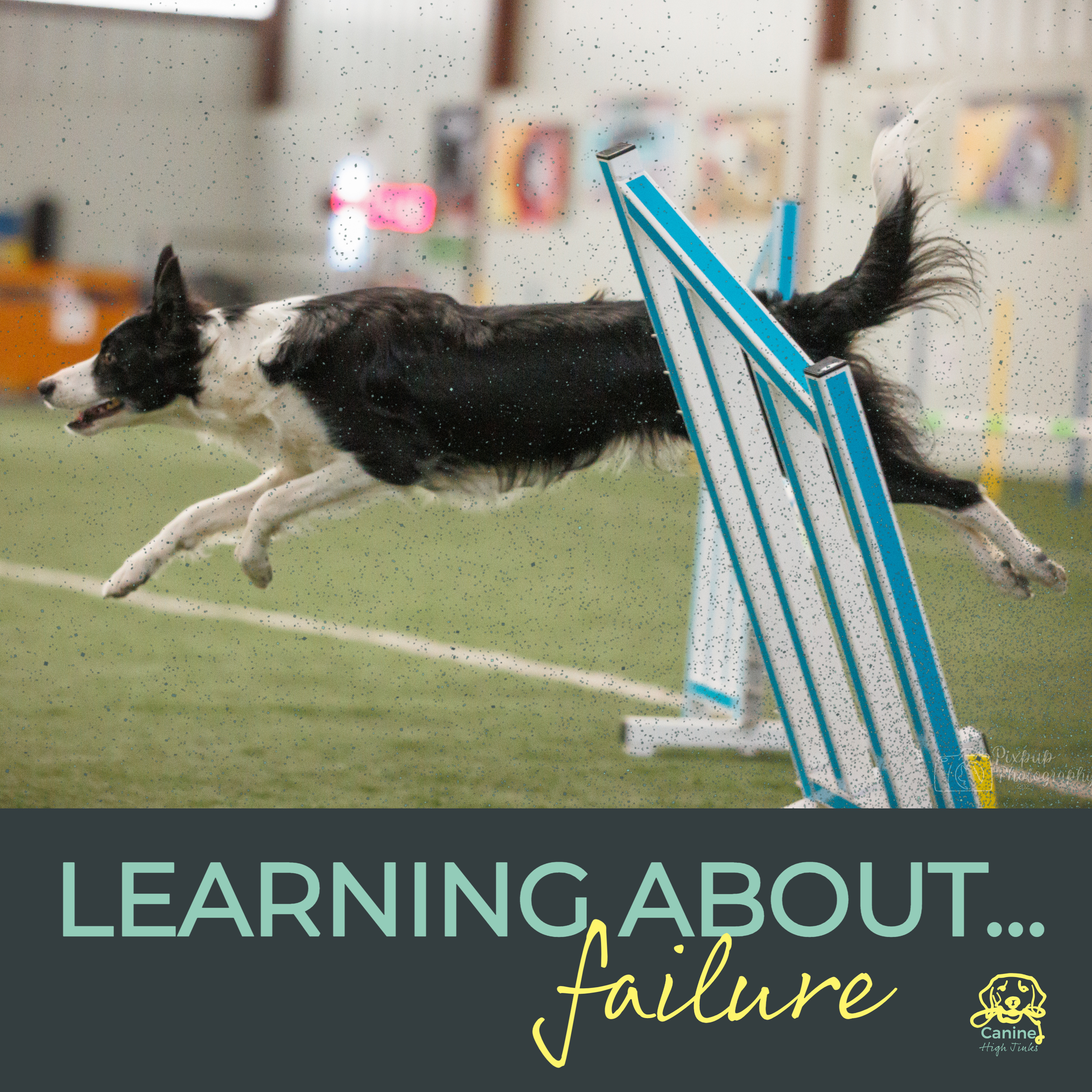 Canine High Jinks