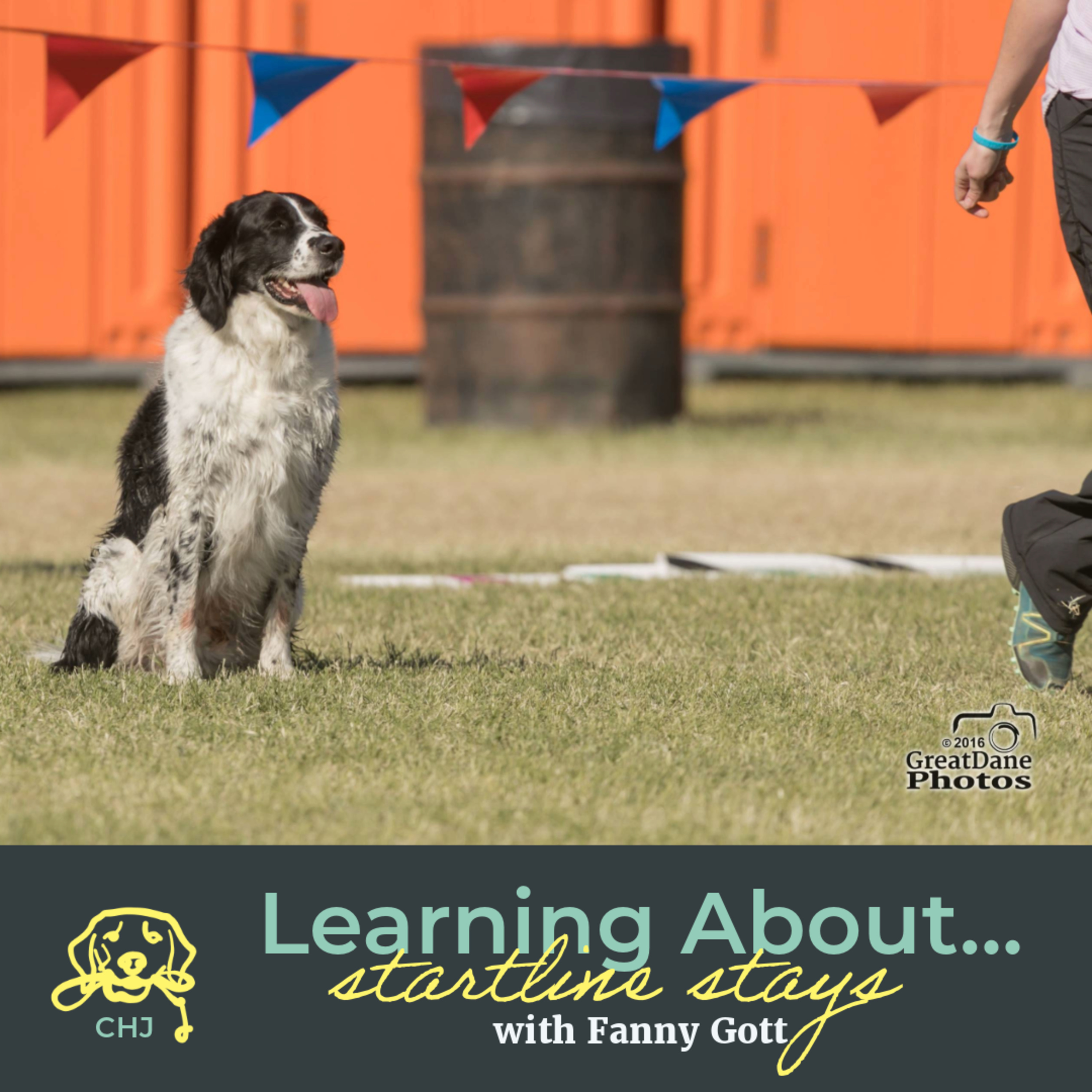 Canine High Jinks