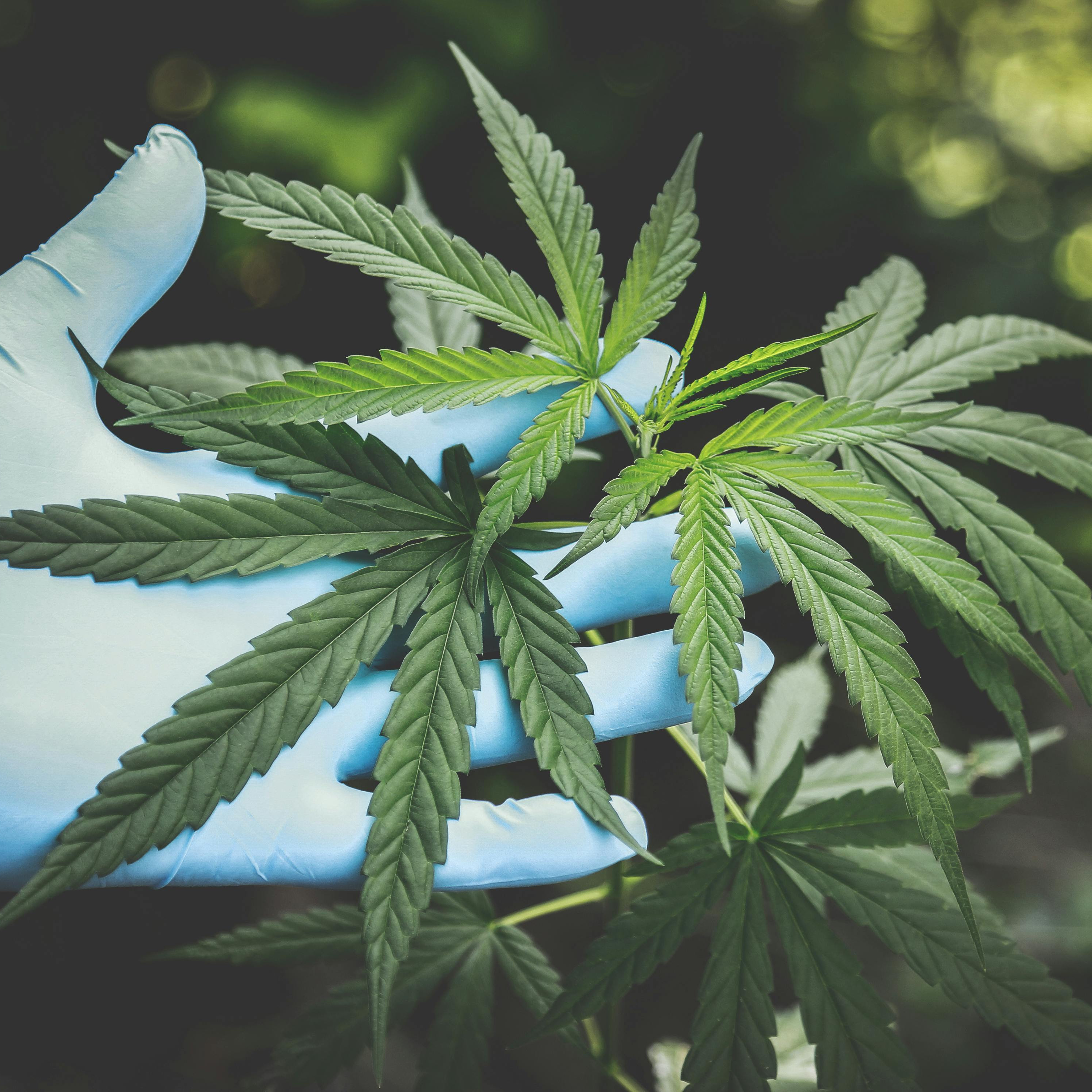 Anvisa libera produção de cannabis medicinal no Brasil episode artwork