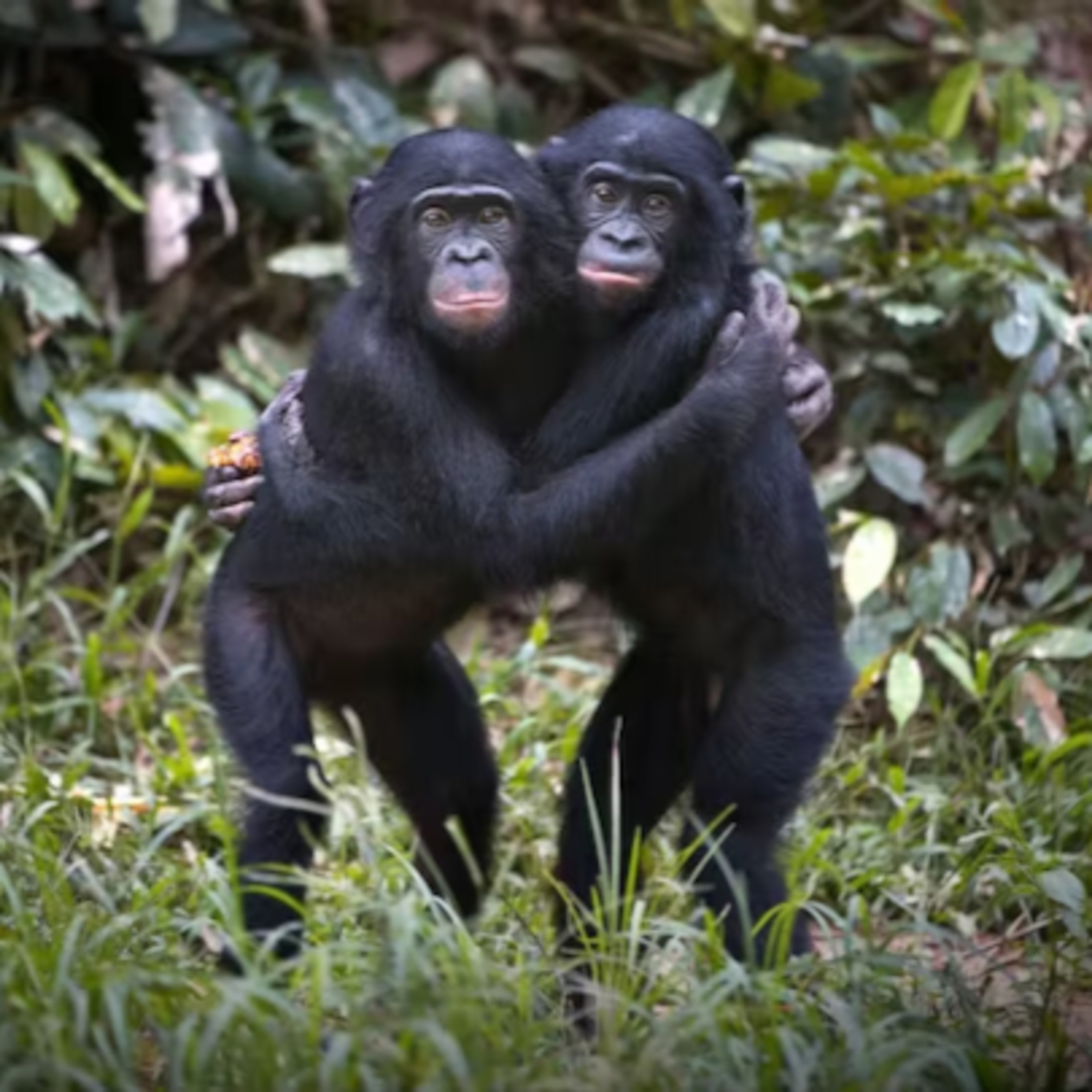 What Our Closest Relatives Tell Us About Being Human episode artwork