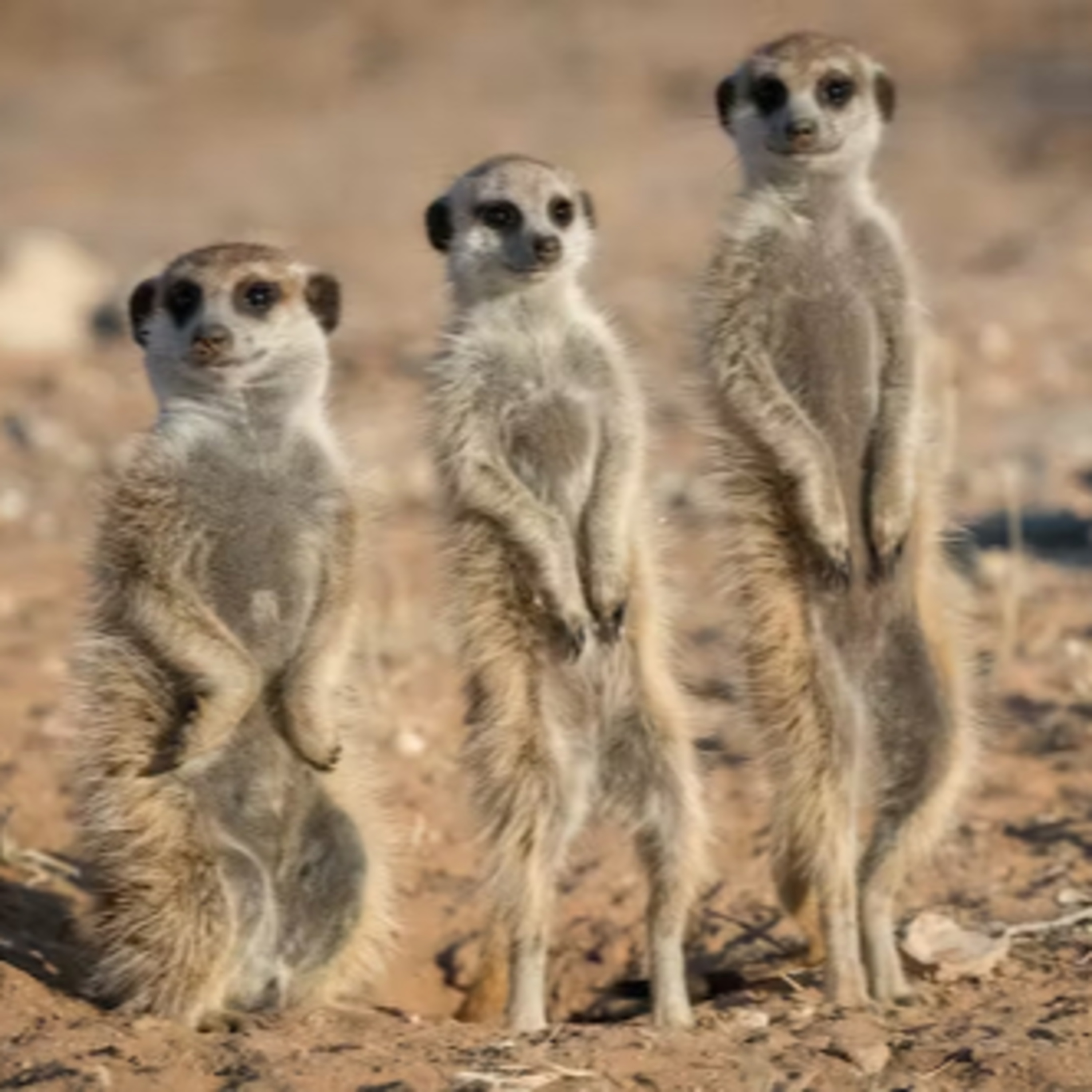 Matriarchs in the Animal Kingdom: The Power of Female-led Societies episode artwork