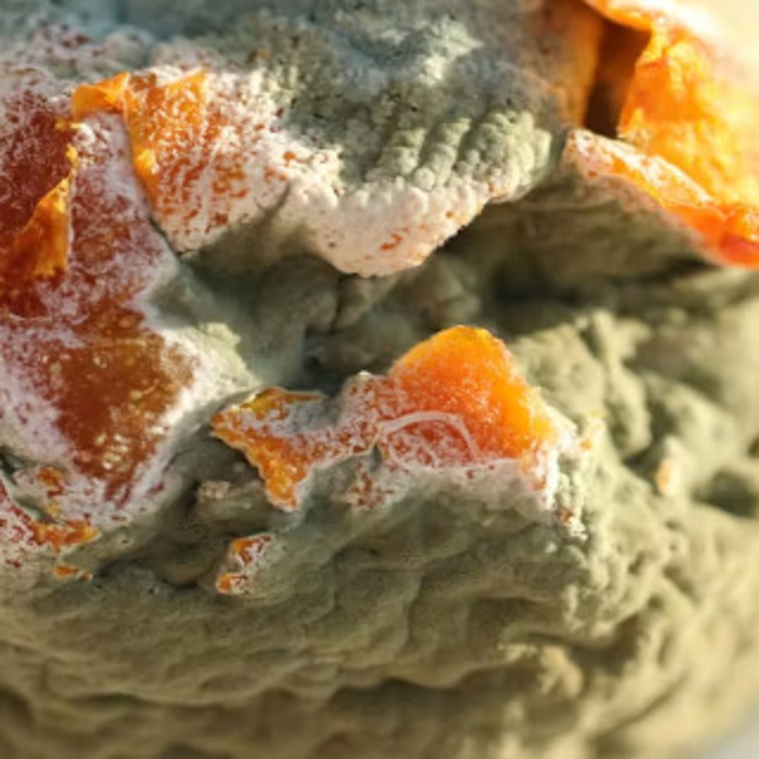 What Do The Different Colors Of Mold Mean In My House?