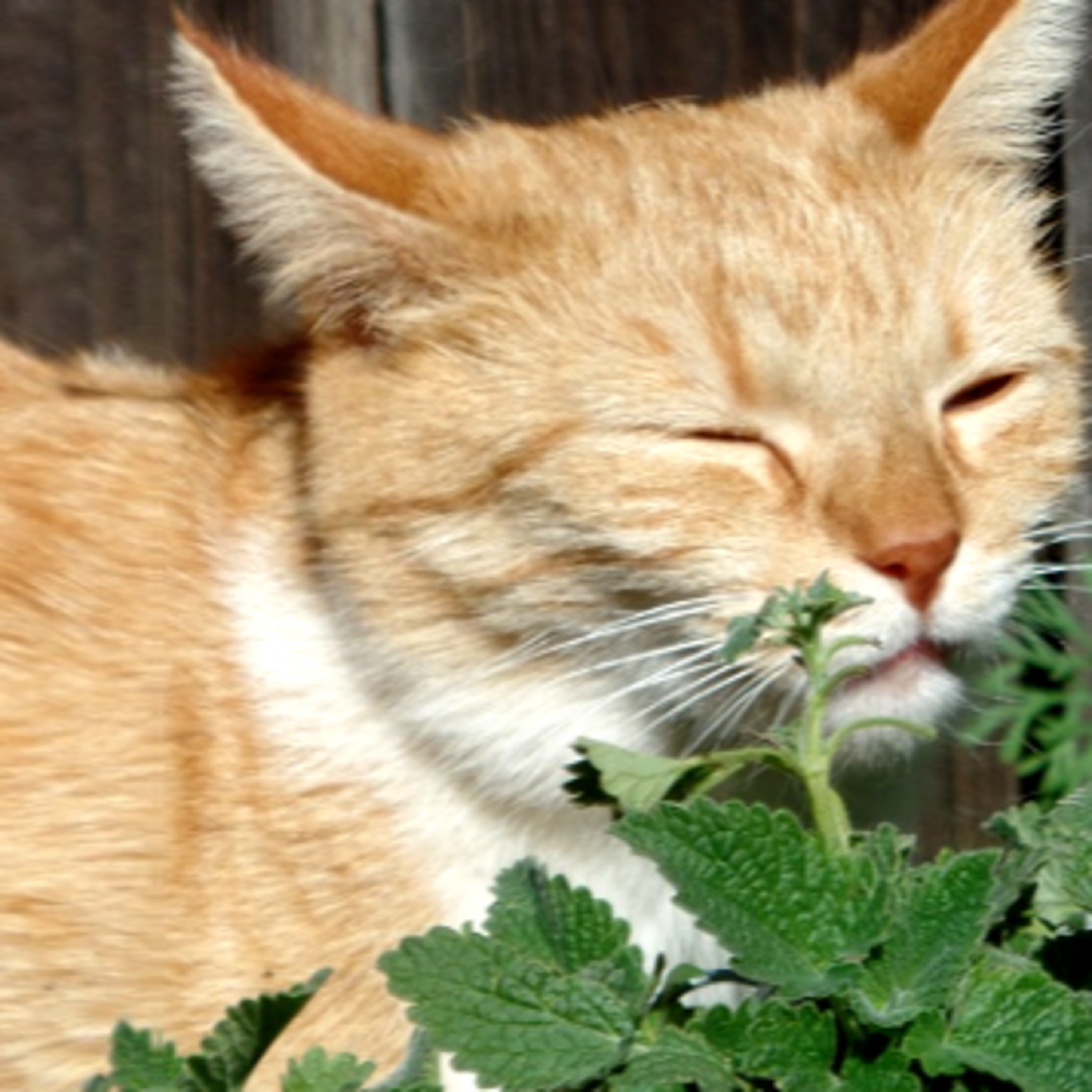 A Natural Bug Repellent Recipe: Even Your Cat Might Like It episode artwork
